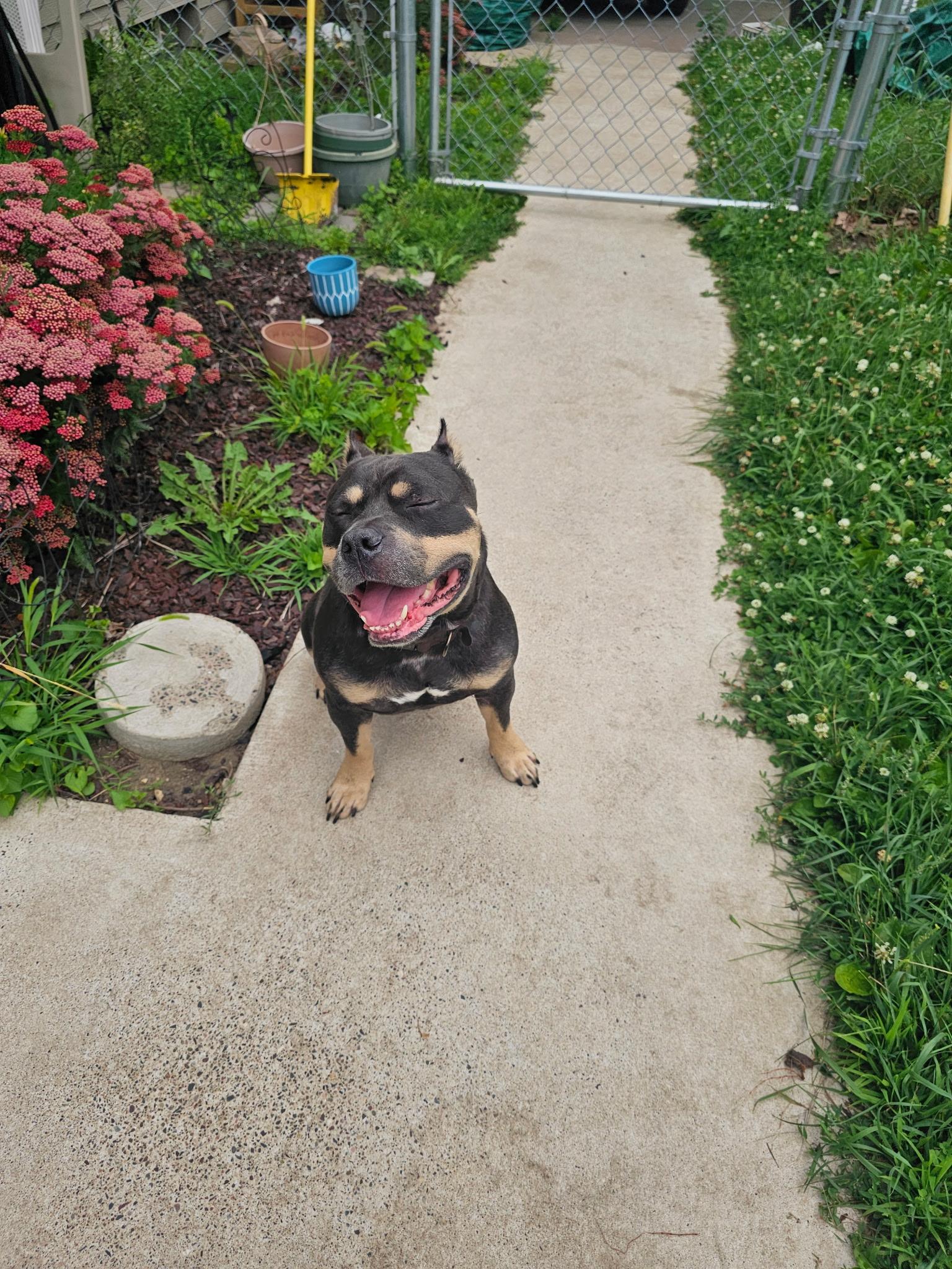 Braxton, a Adoptable Pit Bull Terrier in Minneapolis, MN image 4/6