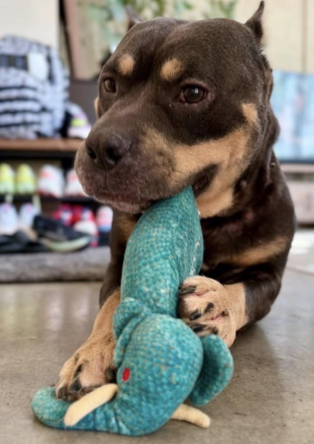 Braxton, a Adoptable Pit Bull Terrier in Minneapolis, MN image 5/6