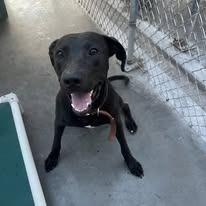 Enlarge Sue, a Adoptable Black Labrador Retriever in Port Aransas, TX image 1/1