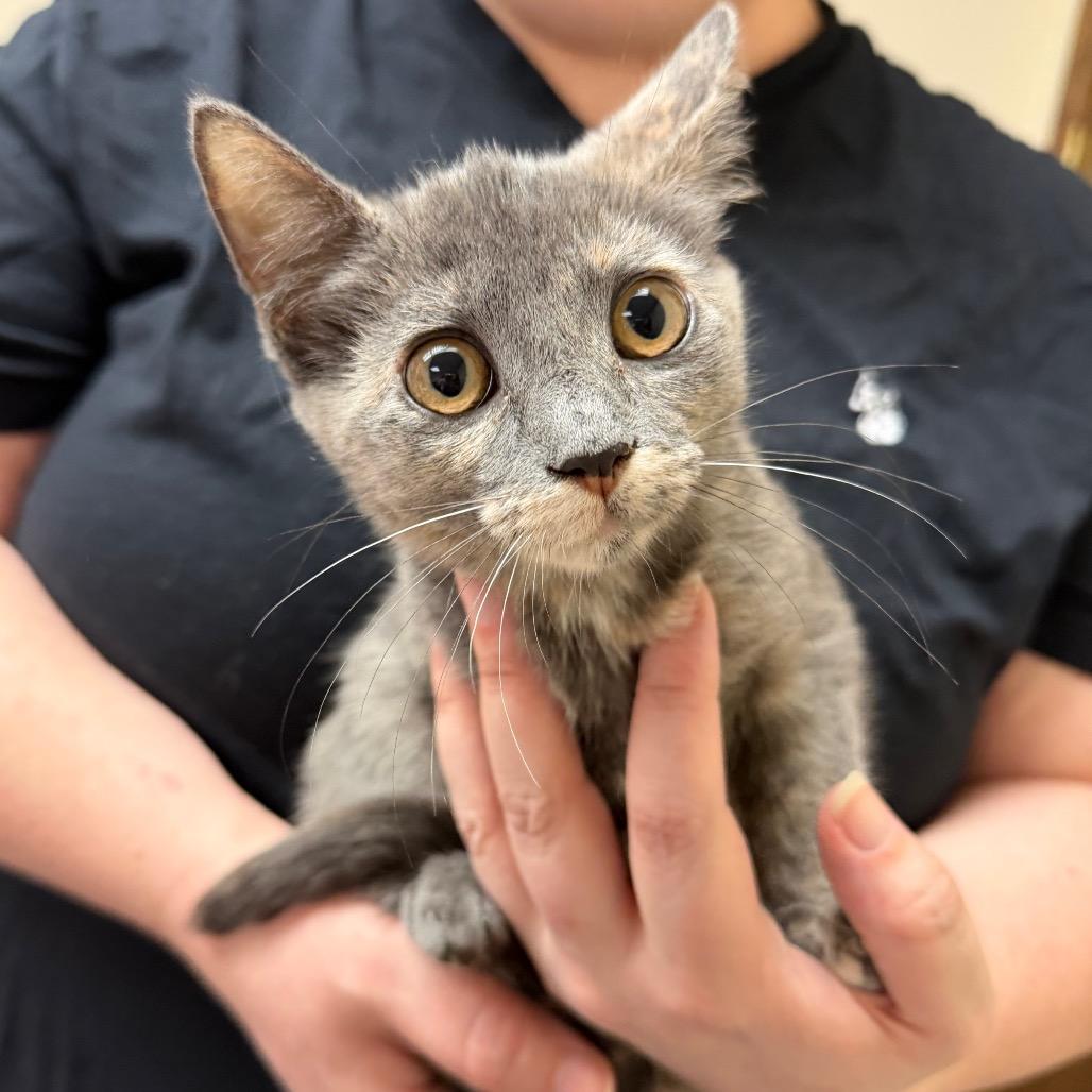 Nyx F-21798, Adoptable, Kitten Male Domestic Short Hair.