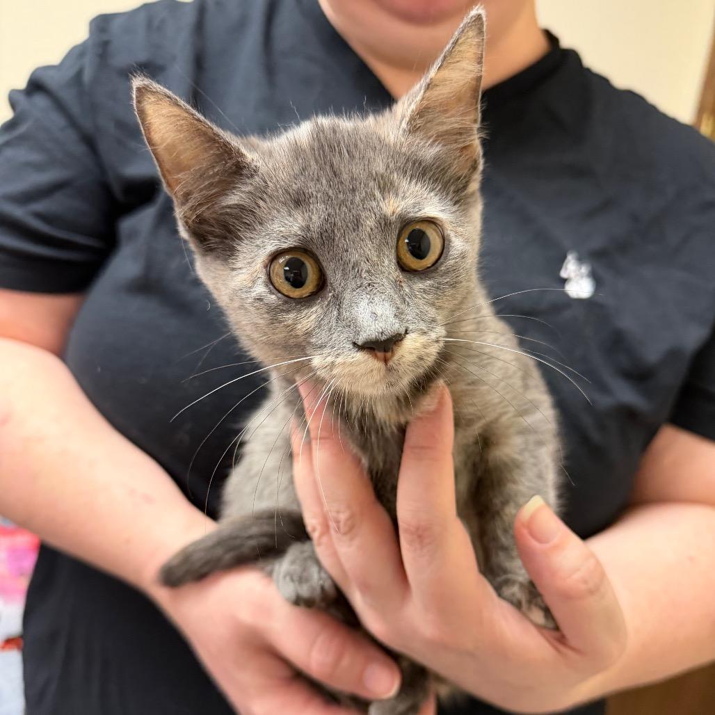 Enlarge Nyx F-21798, a Adoptable Domestic Short Hair in Oklahoma City, OK image 2/3