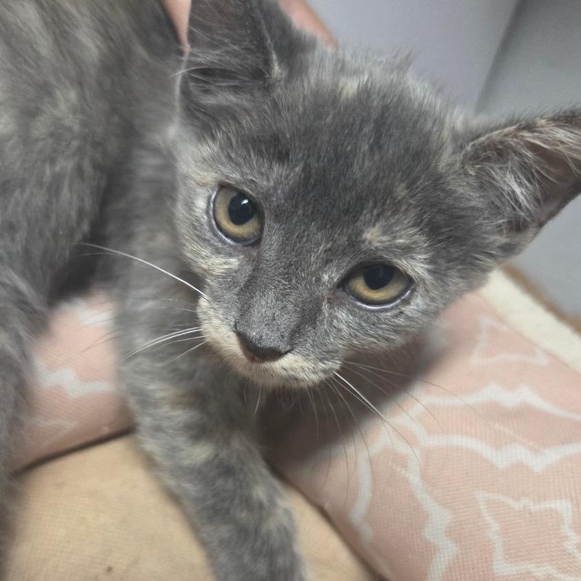 Enlarge Nyx F-21798, a Adoptable Domestic Short Hair in Oklahoma City, OK image 3/3