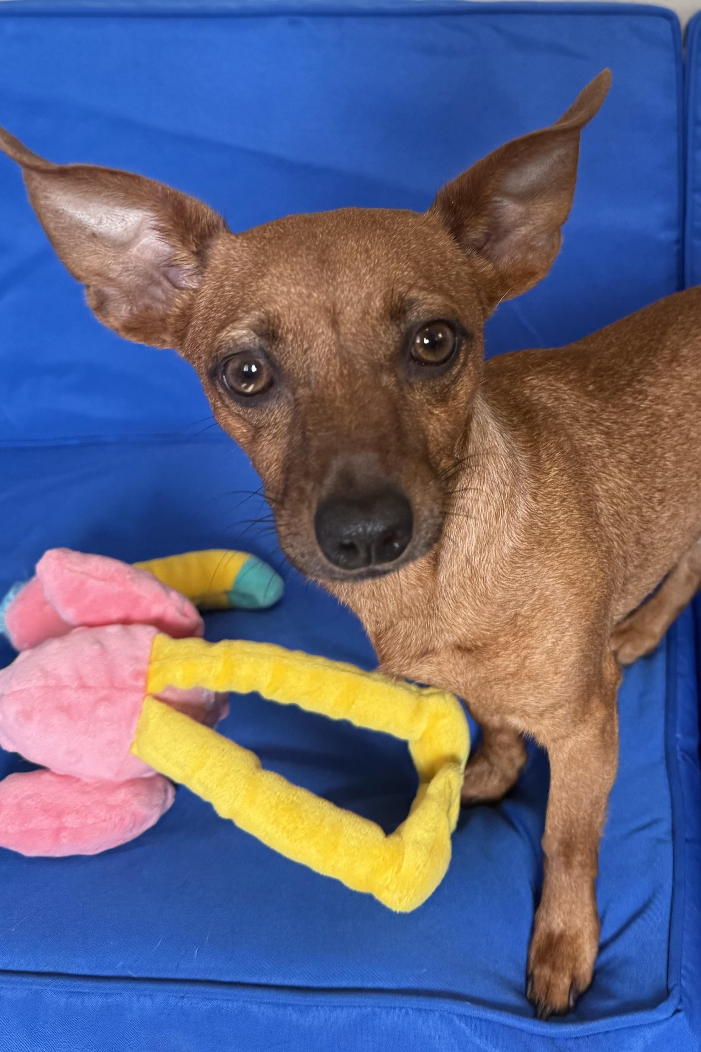 Enlarge Ridoc, a Adoptable mixed breed in Plant City, FL image 3/4