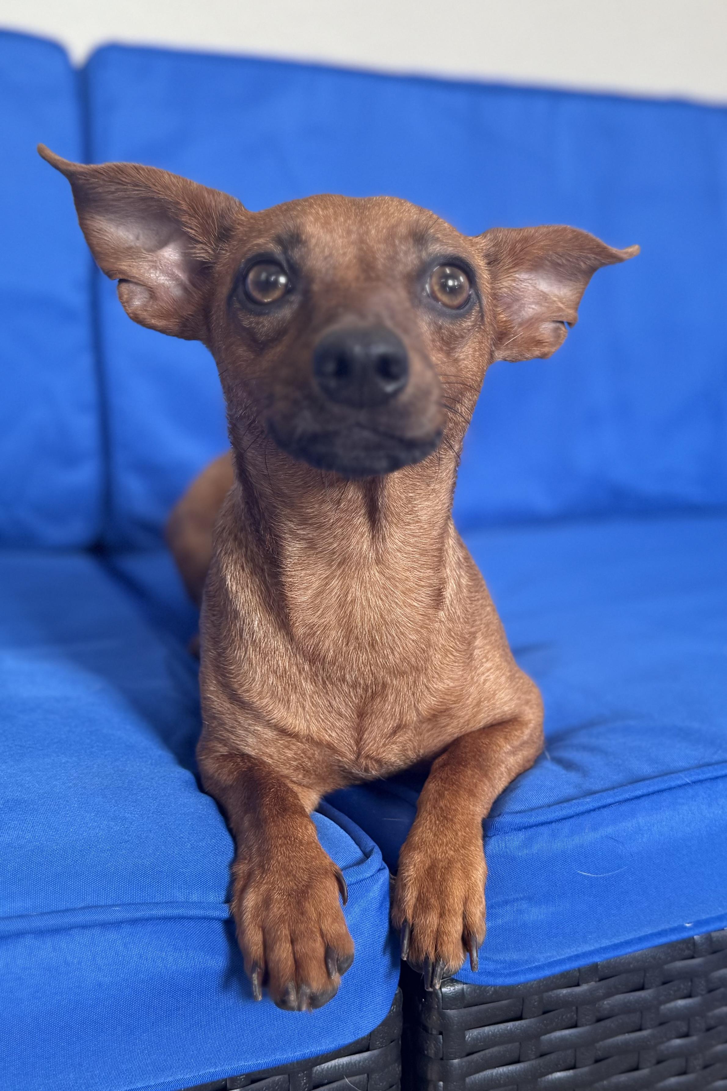 Enlarge Ridoc, a Adoptable mixed breed in Plant City, FL image 2/4