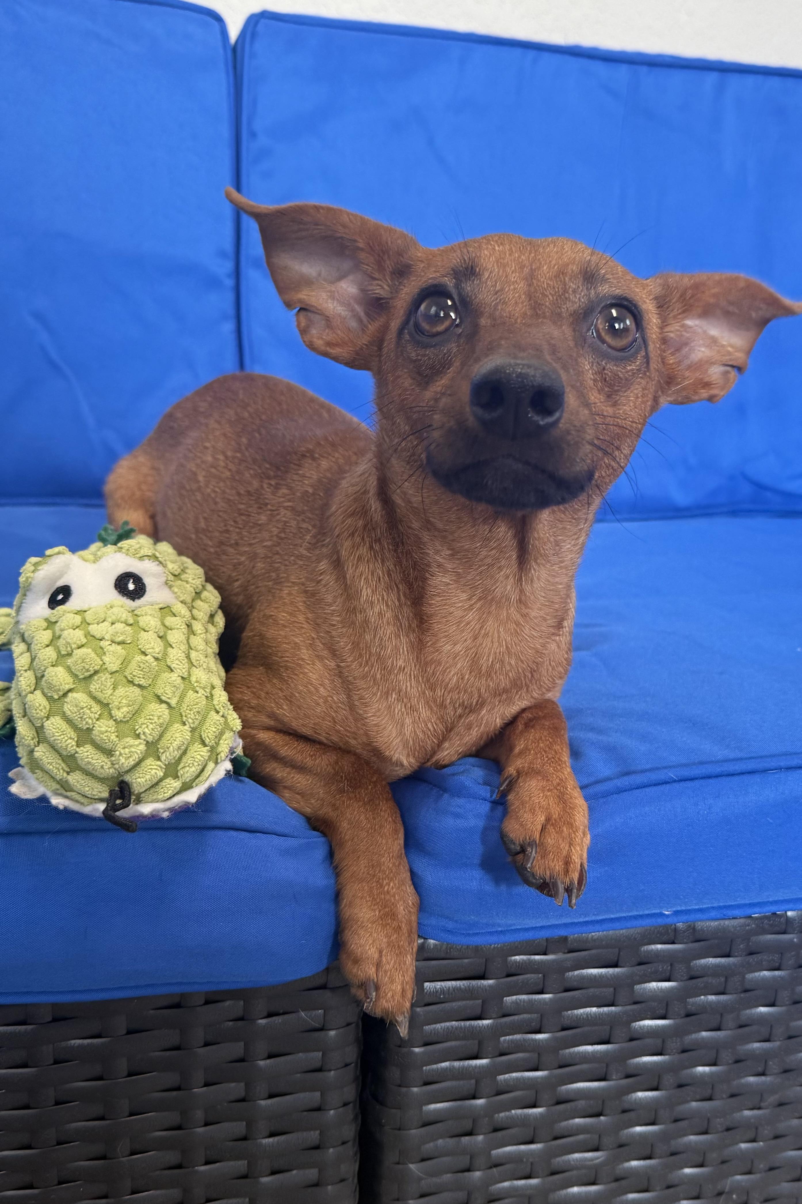 Enlarge Ridoc, a Adoptable mixed breed in Plant City, FL image 4/4