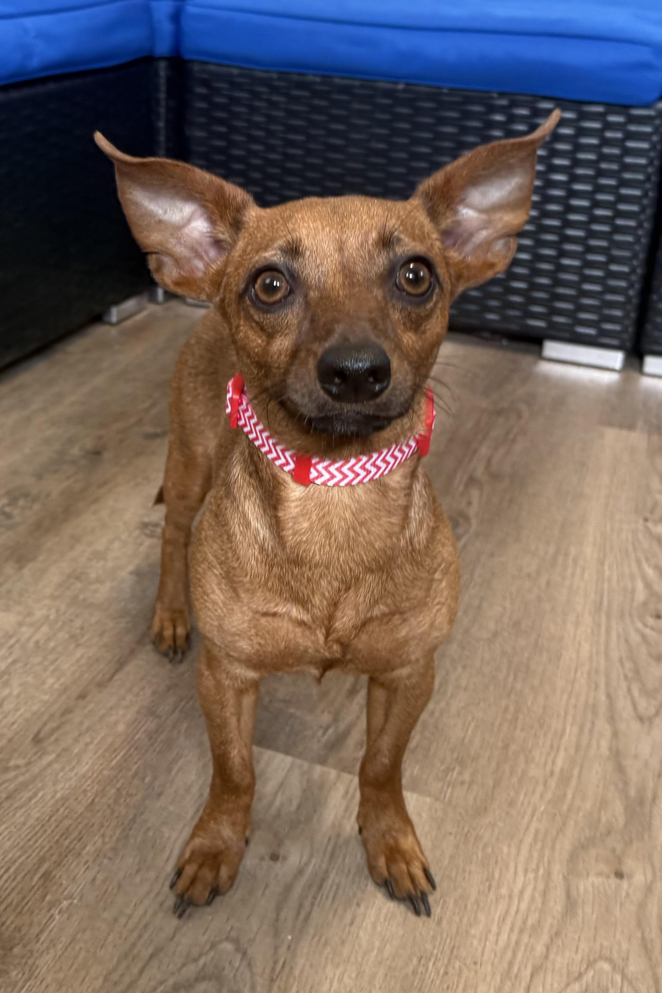 Ridoc, Adoptable, Adult Male Chihuahua & Miniature Pinscher.