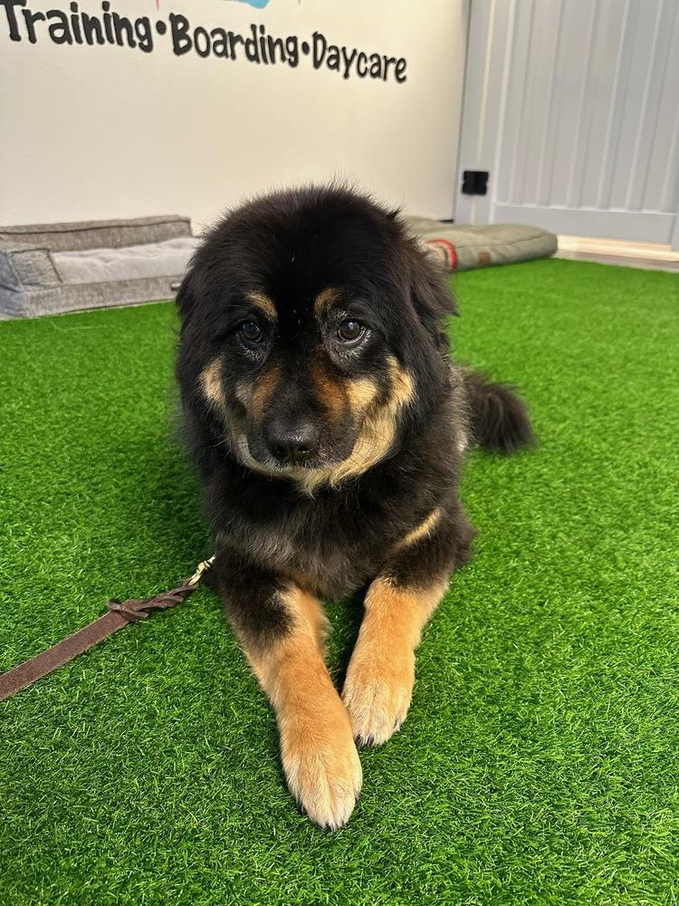 Harmony, Adopted, Adult Female Chow Chow.