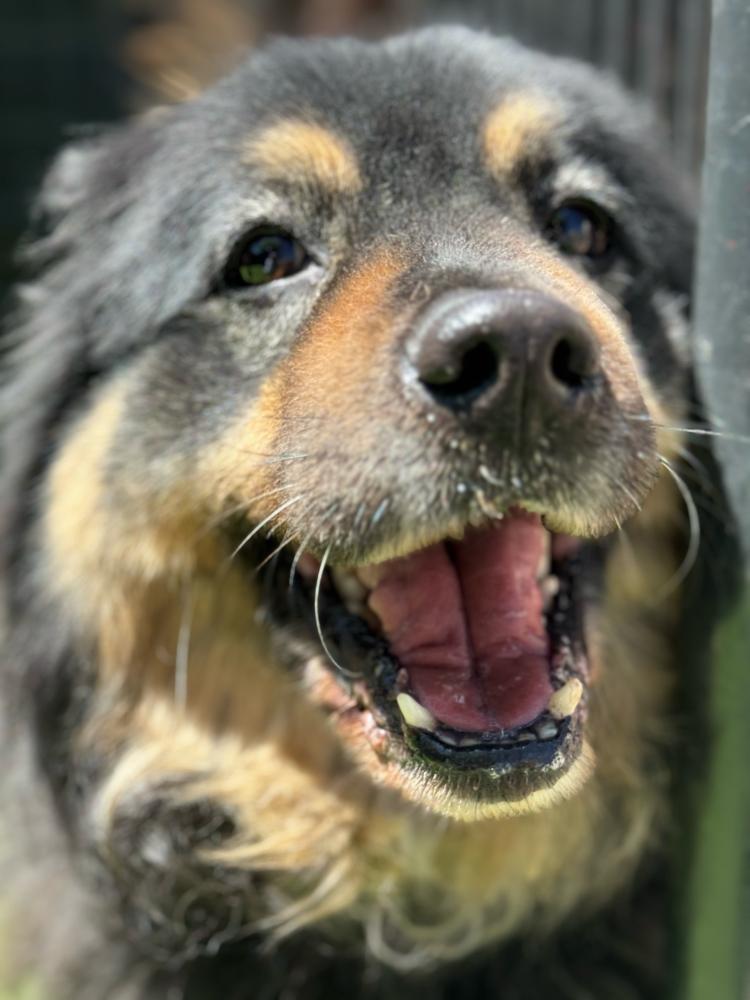 Harmony, a Adopted mixed breed in Littleton, CO image 2/3