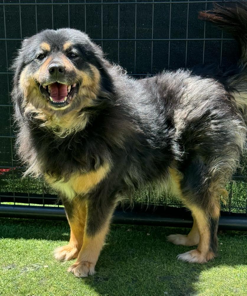 Harmony, a Adopted mixed breed in Littleton, CO image 3/3