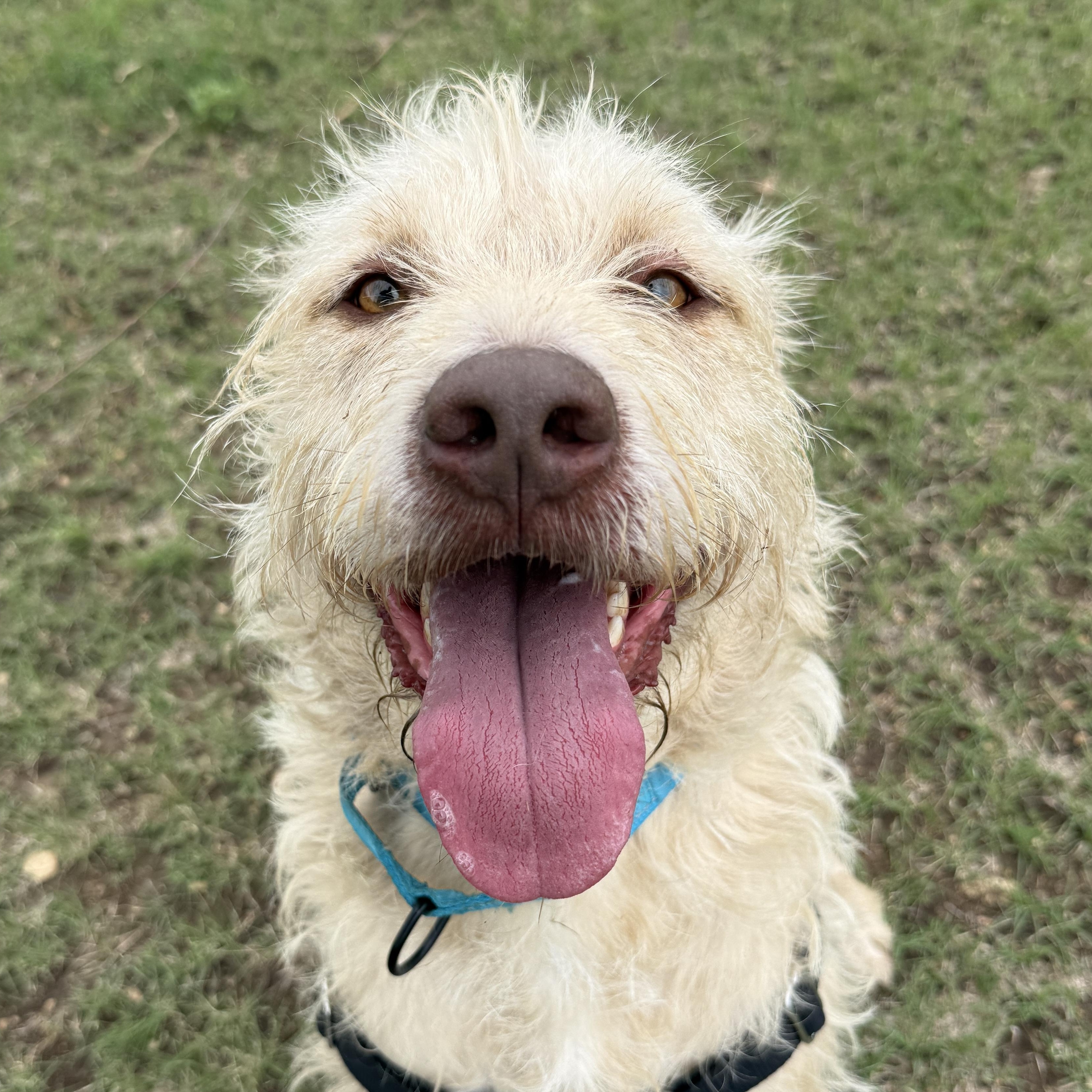 Maddox, ADOPTABLE, Adult Male Retriever & Terrier.