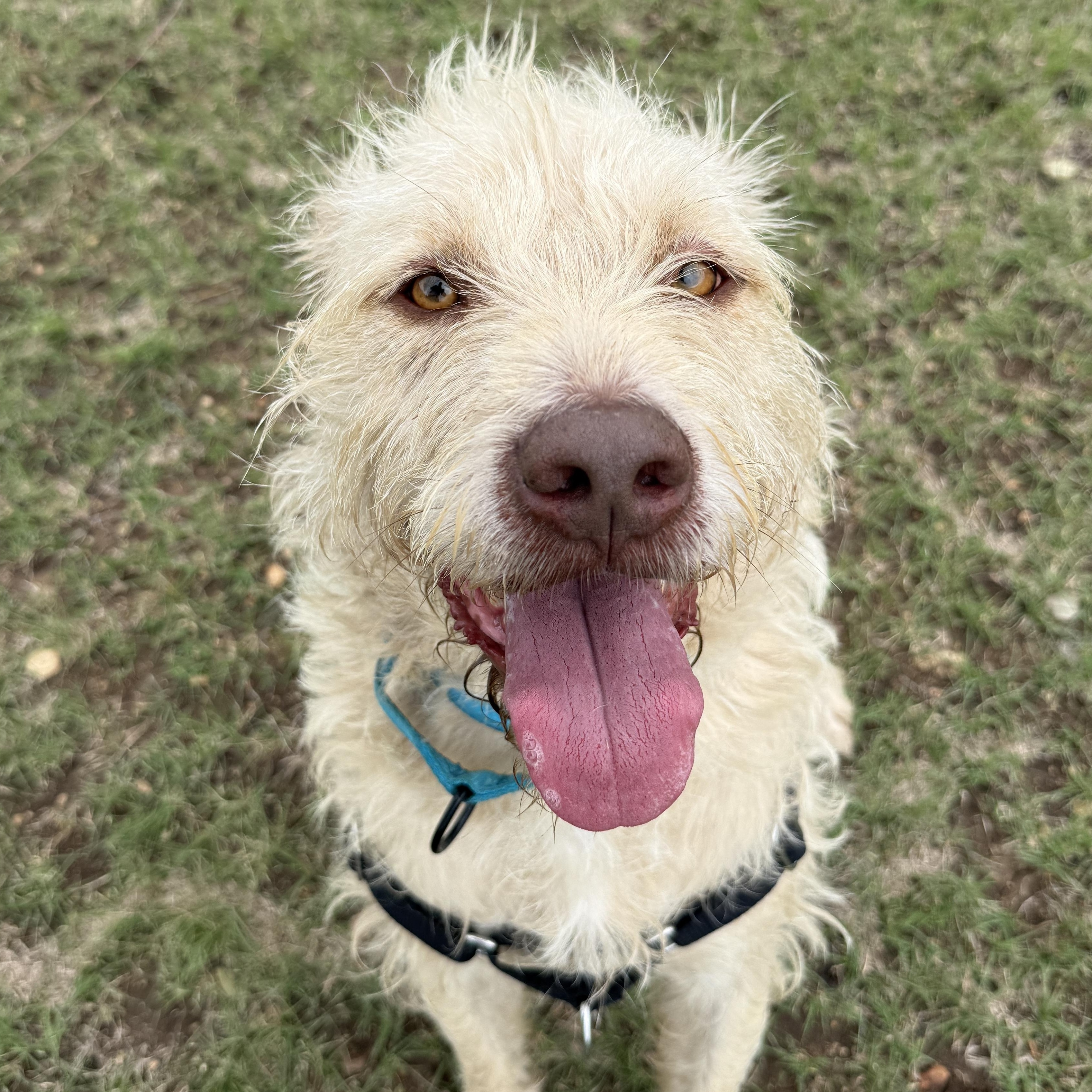 Maddox, a ADOPTABLE mixed breed in Bulverde, TX image 3/4