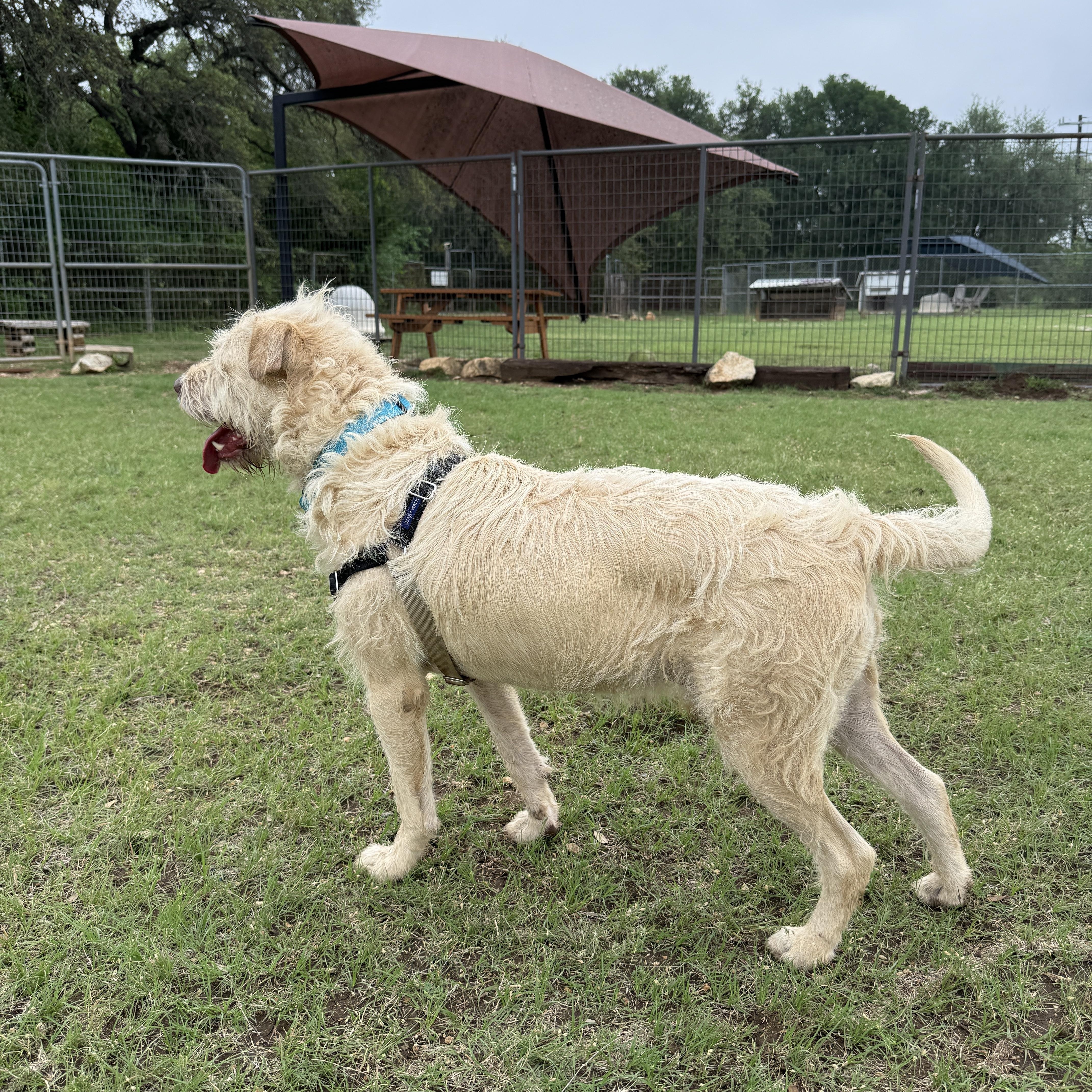 Maddox, a ADOPTABLE mixed breed in Bulverde, TX image 2/4