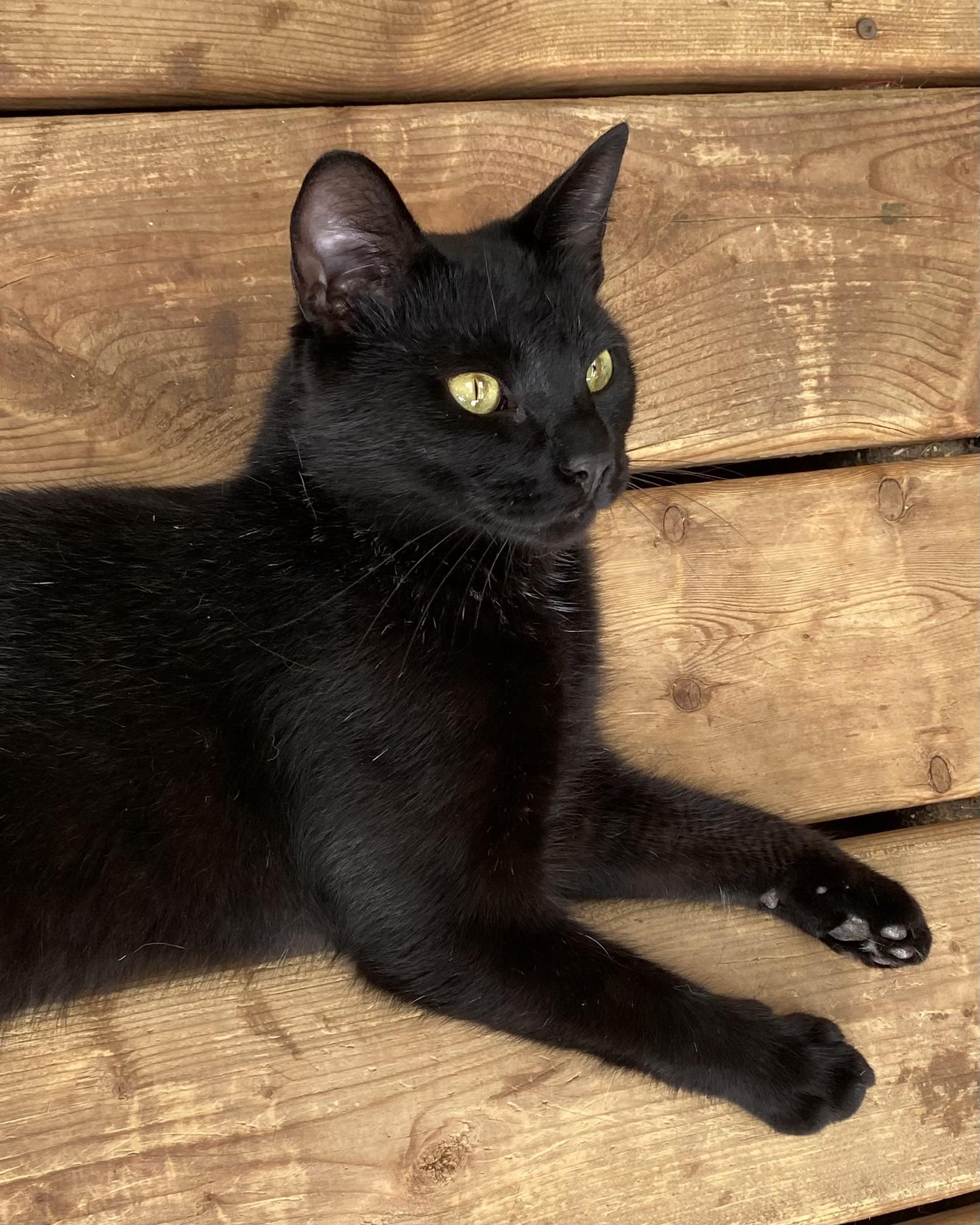 Enlarge Poe, a Adoptable Domestic Short Hair in Stanstead, QC image 1/5