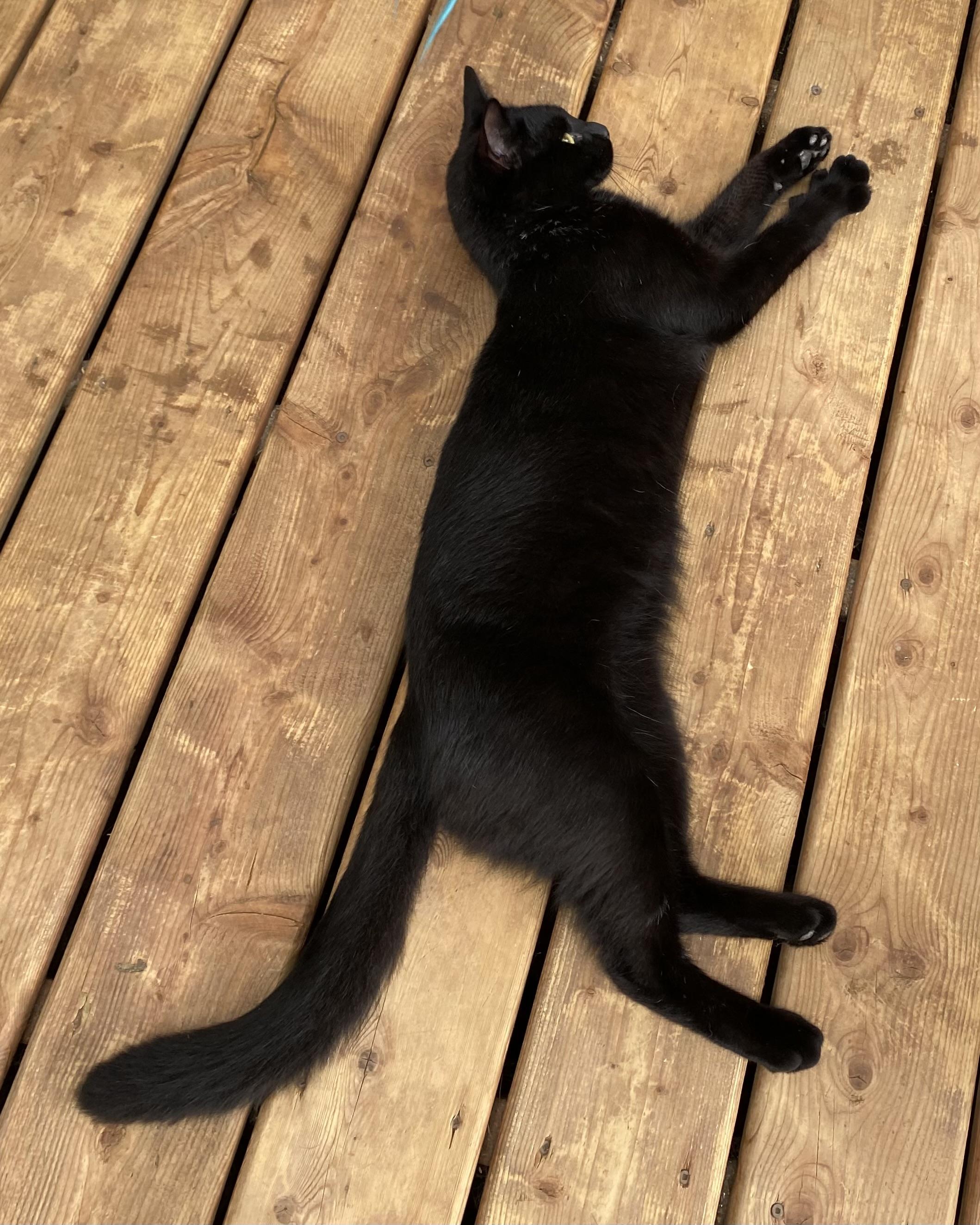 Enlarge Poe, a Adoptable Domestic Short Hair in Stanstead, QC image 4/5