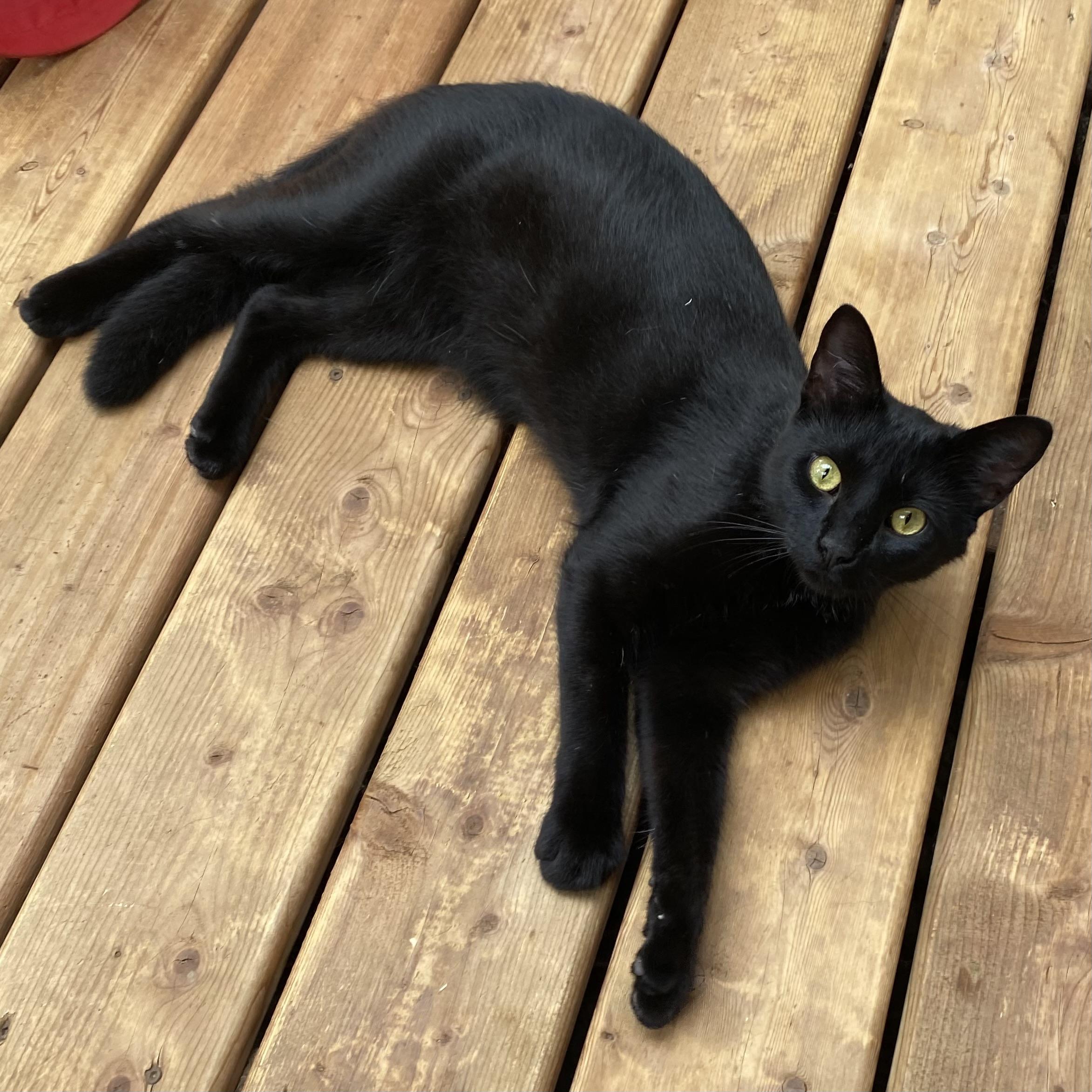 Enlarge Poe, a Adoptable Domestic Short Hair in Stanstead, QC image 2/5