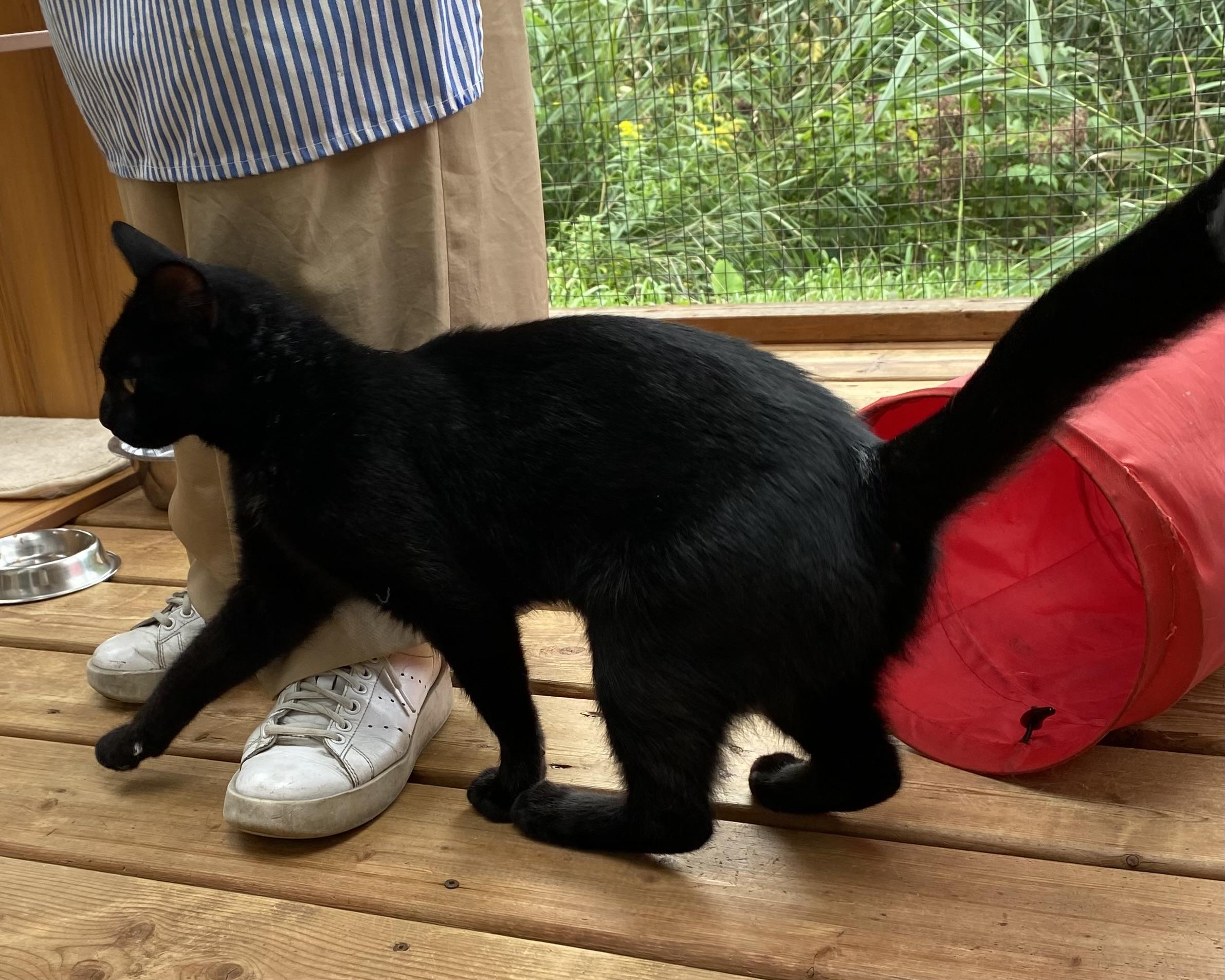 Enlarge Poe, a Adoptable Domestic Short Hair in Stanstead, QC image 3/5