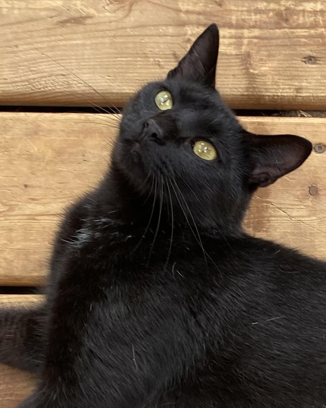 Enlarge Poe, a Adoptable Domestic Short Hair in Stanstead, QC image 5/5