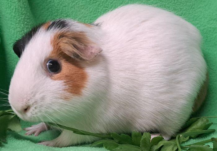 Enlarge Walter, a Adoptable Short-Haired in Roselle, IL image 1/4