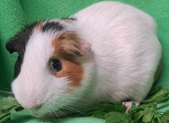 Enlarge Walter, a Adoptable Short-Haired in Roselle, IL image 2/4