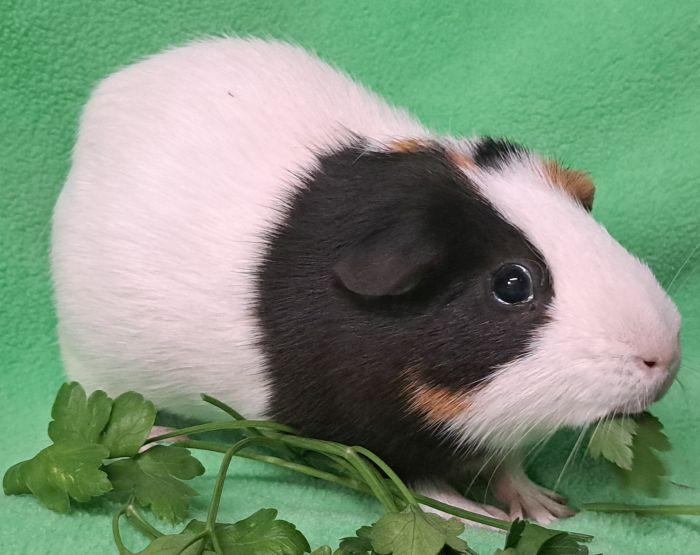 Enlarge Walter, a Adoptable Short-Haired in Roselle, IL image 4/4