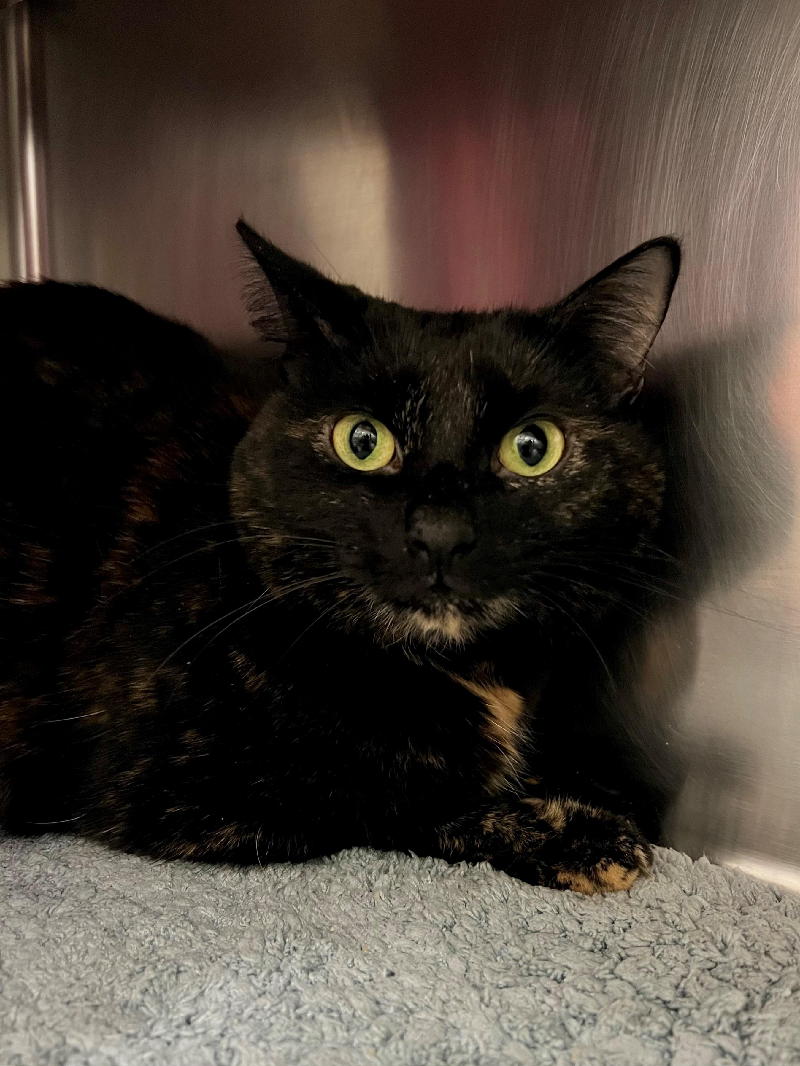 Blossom, a ADOPTABLE mixed breed in Frederick, MD image 4/4
