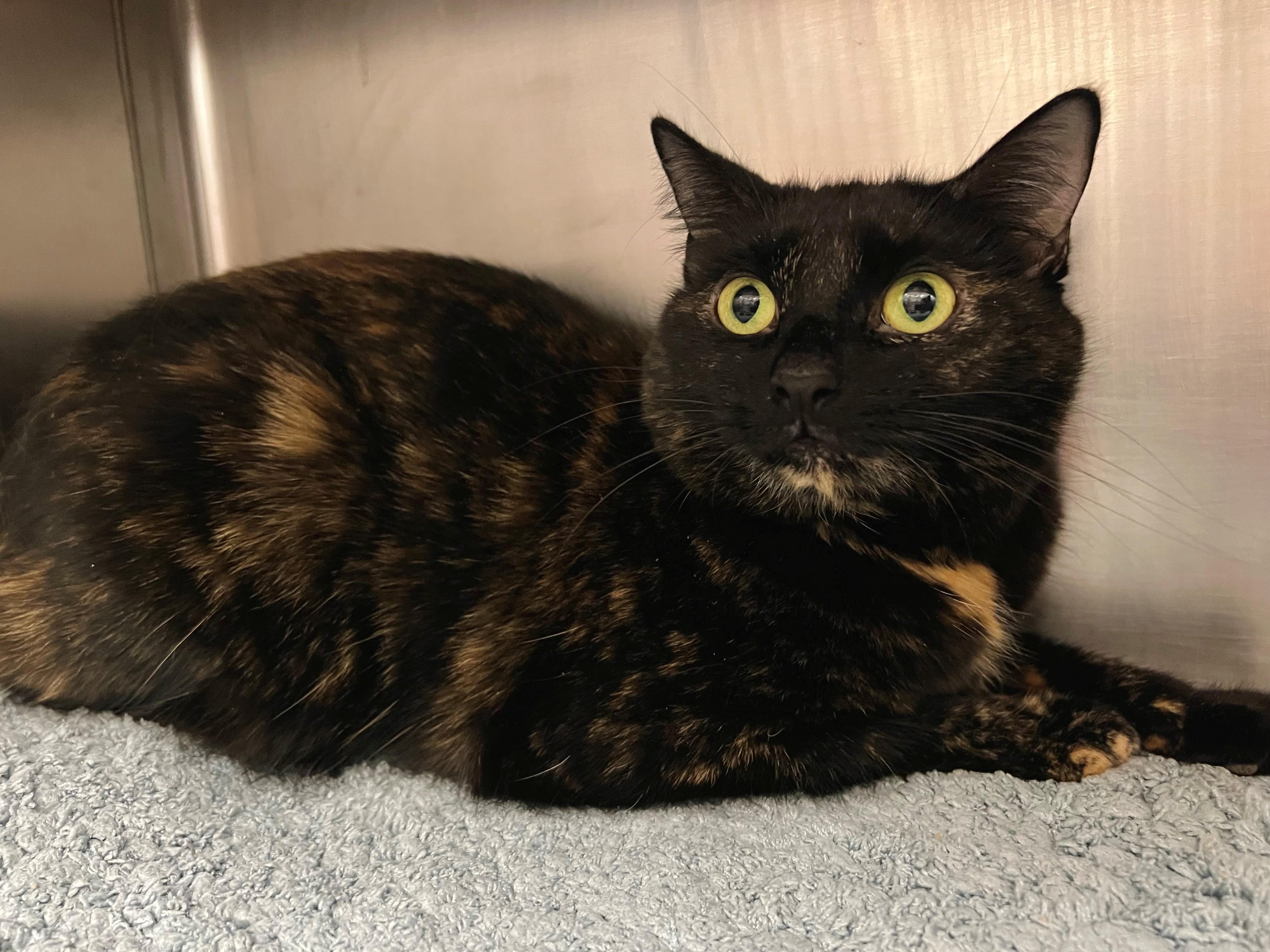 Blossom, a ADOPTABLE mixed breed in Frederick, MD image 2/4