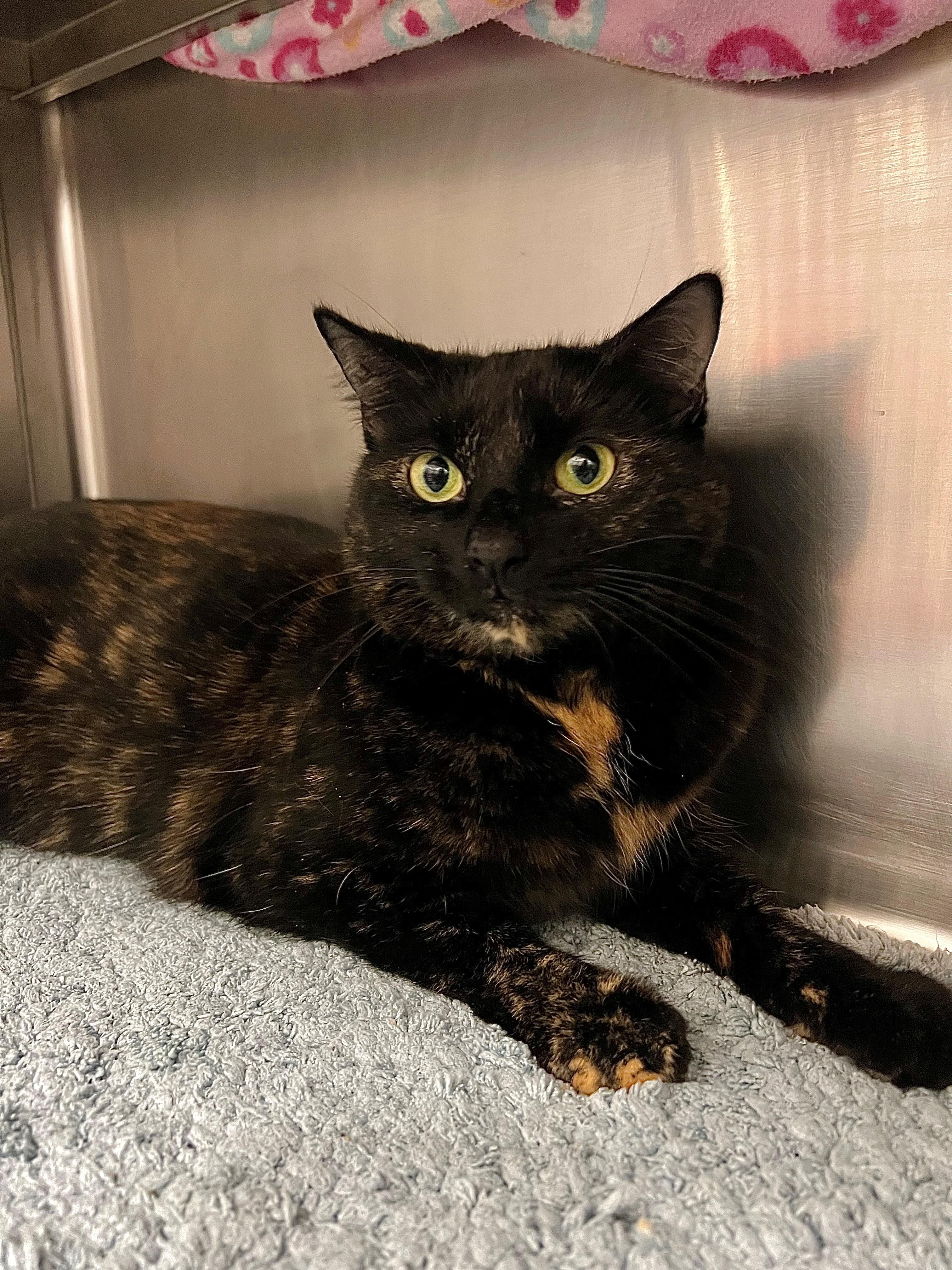 Blossom, a ADOPTABLE mixed breed in Frederick, MD image 1/4