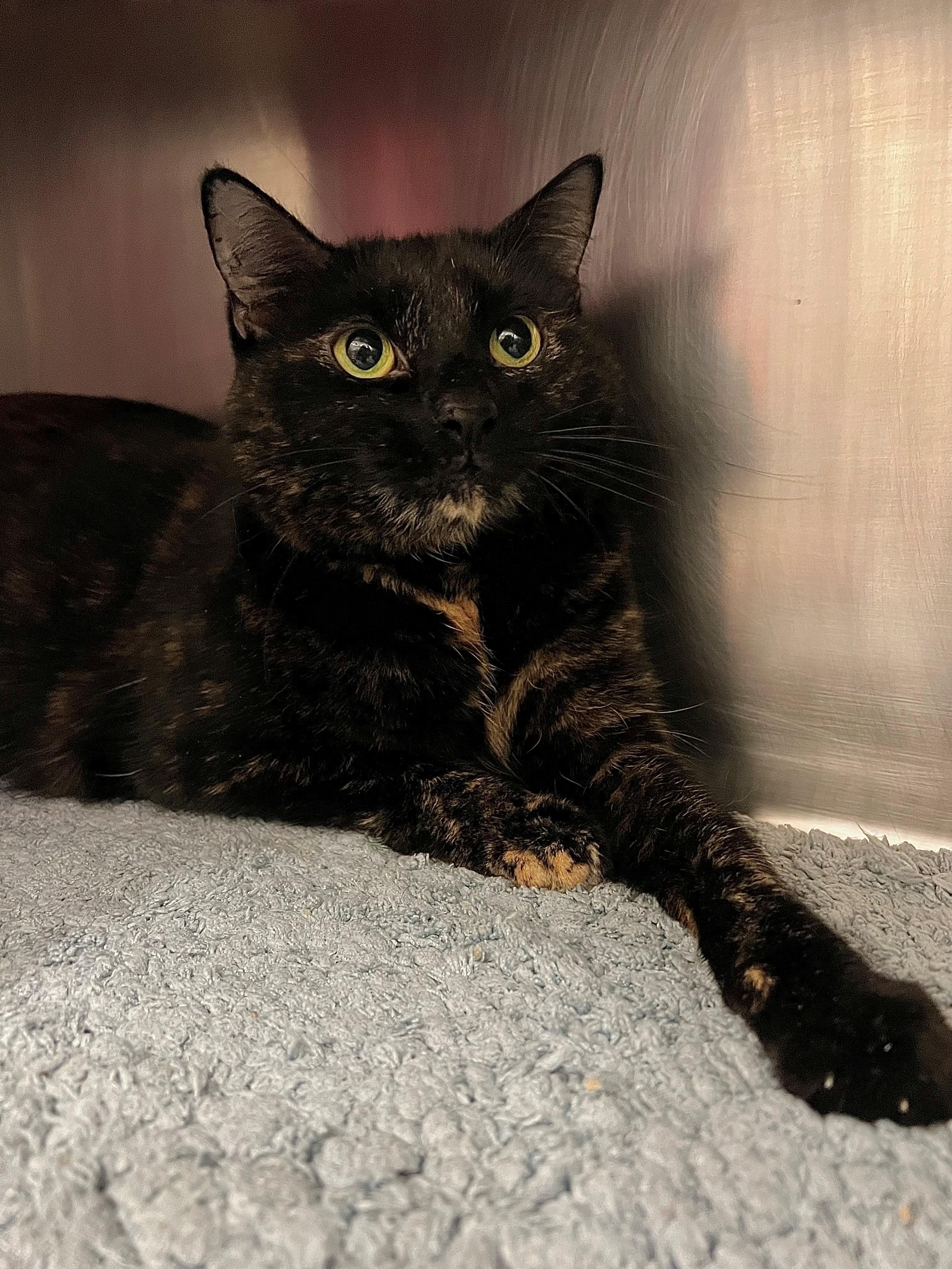 Blossom, a ADOPTABLE mixed breed in Frederick, MD image 3/4