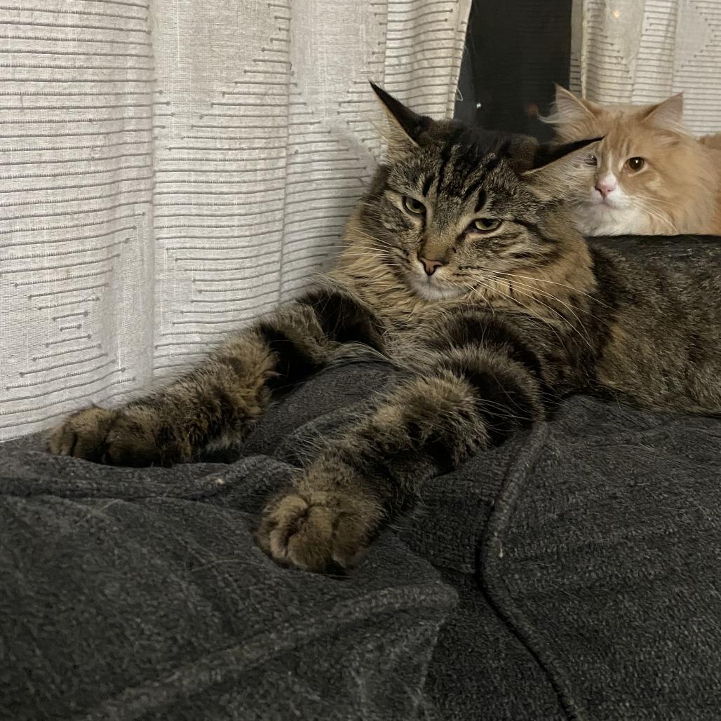 Hiccup, Adoptable, Adult Male Domestic Medium Hair.