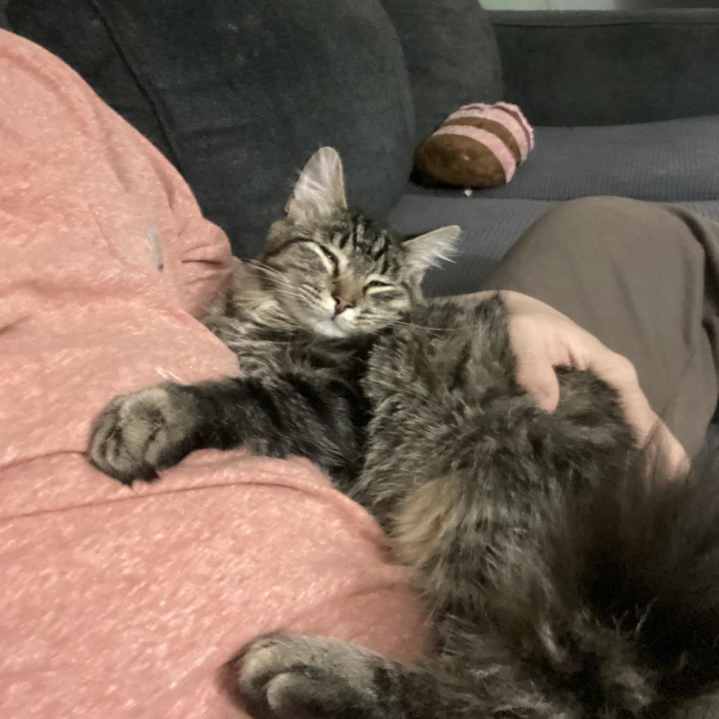 Enlarge Hiccup, a Adoptable Domestic Medium Hair in Novelty, OH image 2/3