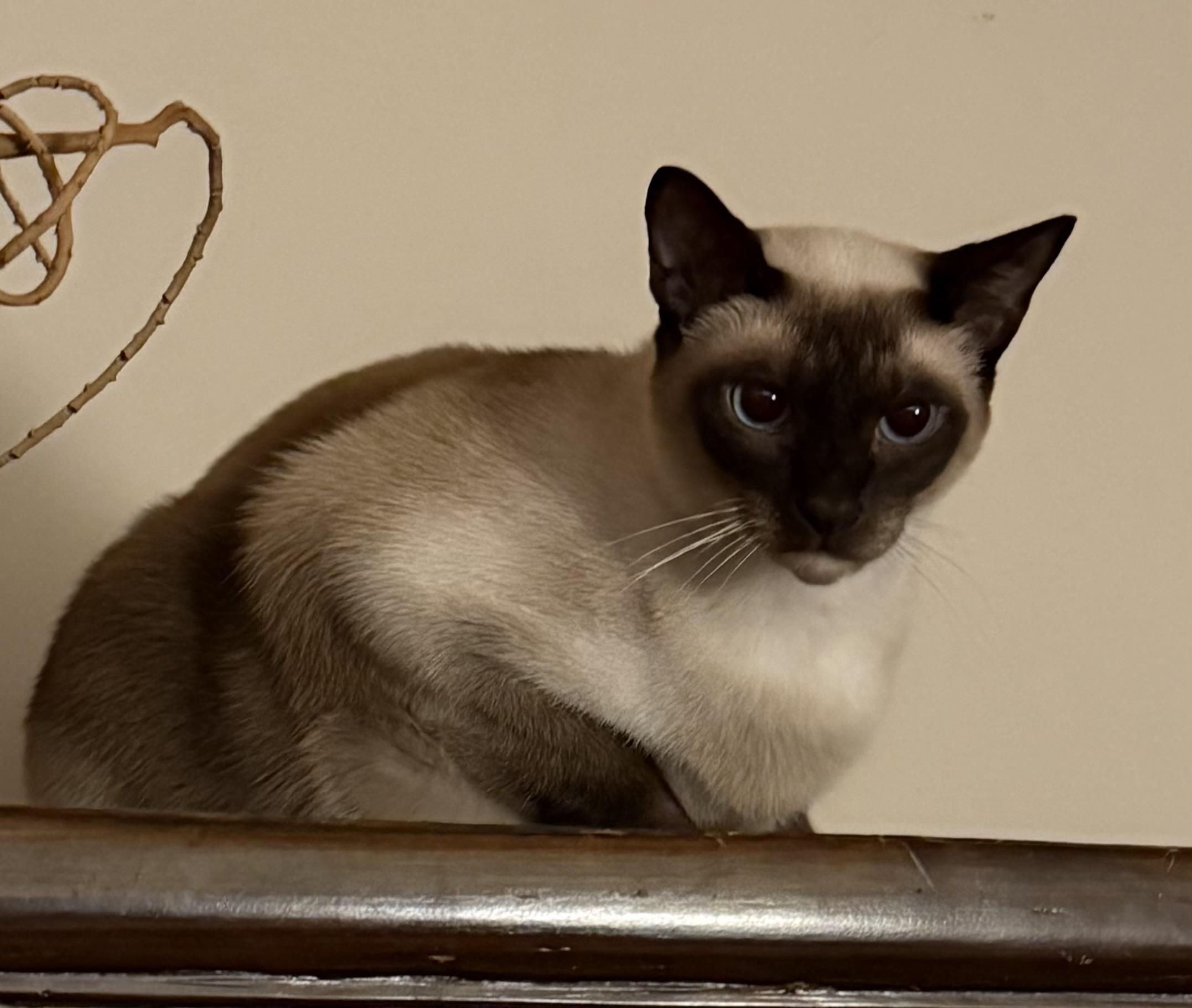 Enlarge Angus, a Adopted Siamese in Santa Monica, CA image 2/5