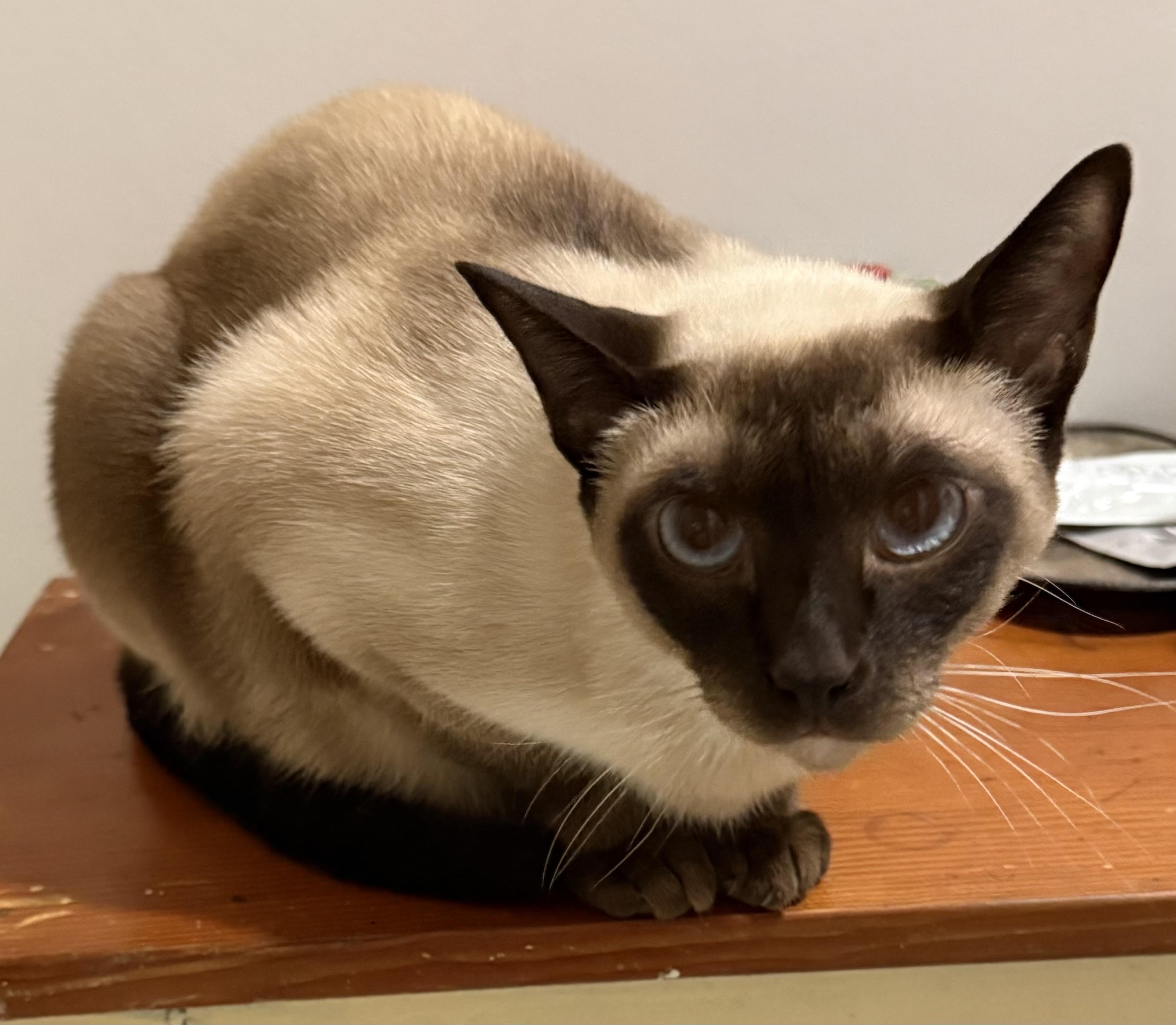 Enlarge Angus, a Adopted Siamese in Santa Monica, CA image 1/5