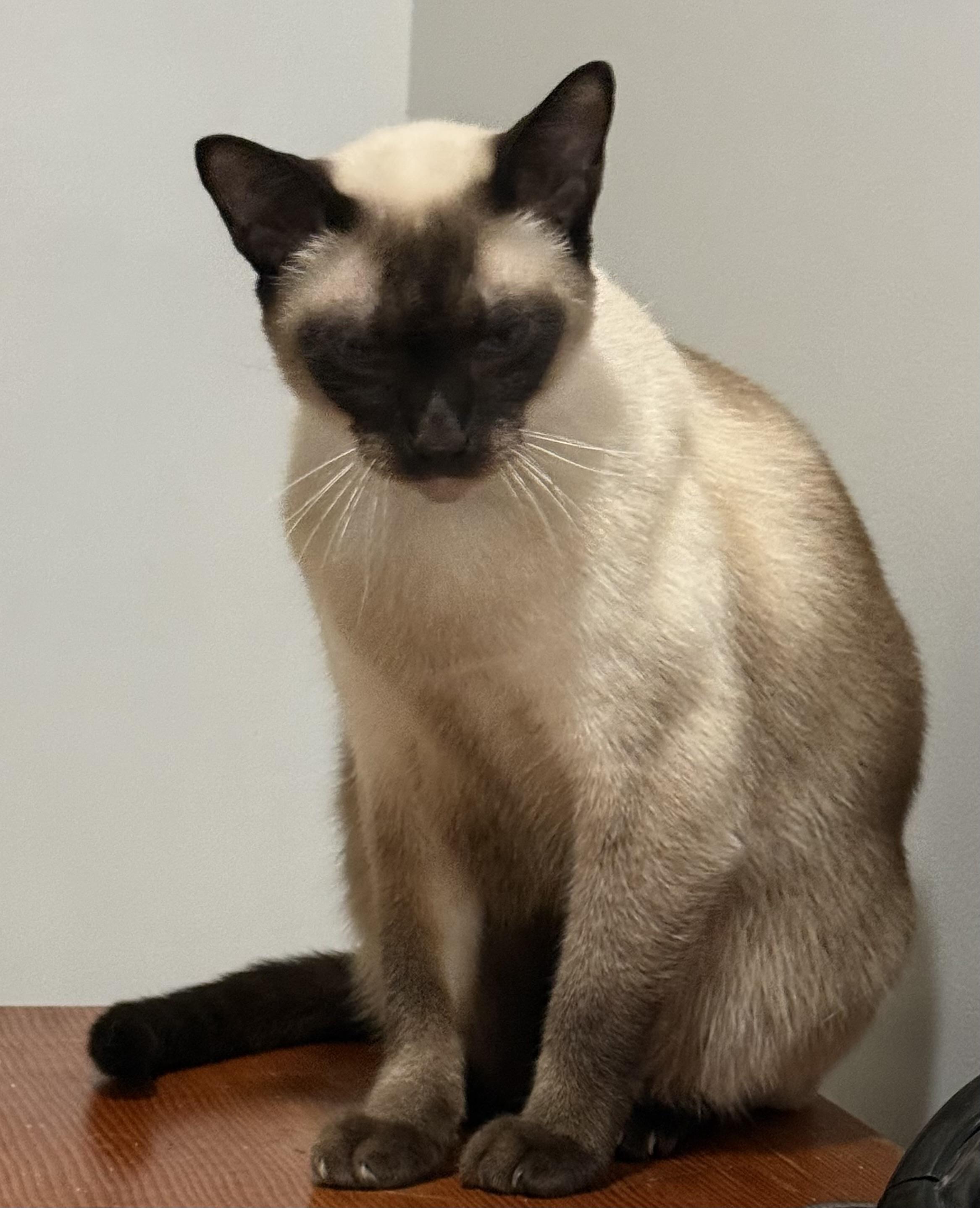 Enlarge Angus, a Adopted Siamese in Santa Monica, CA image 3/5
