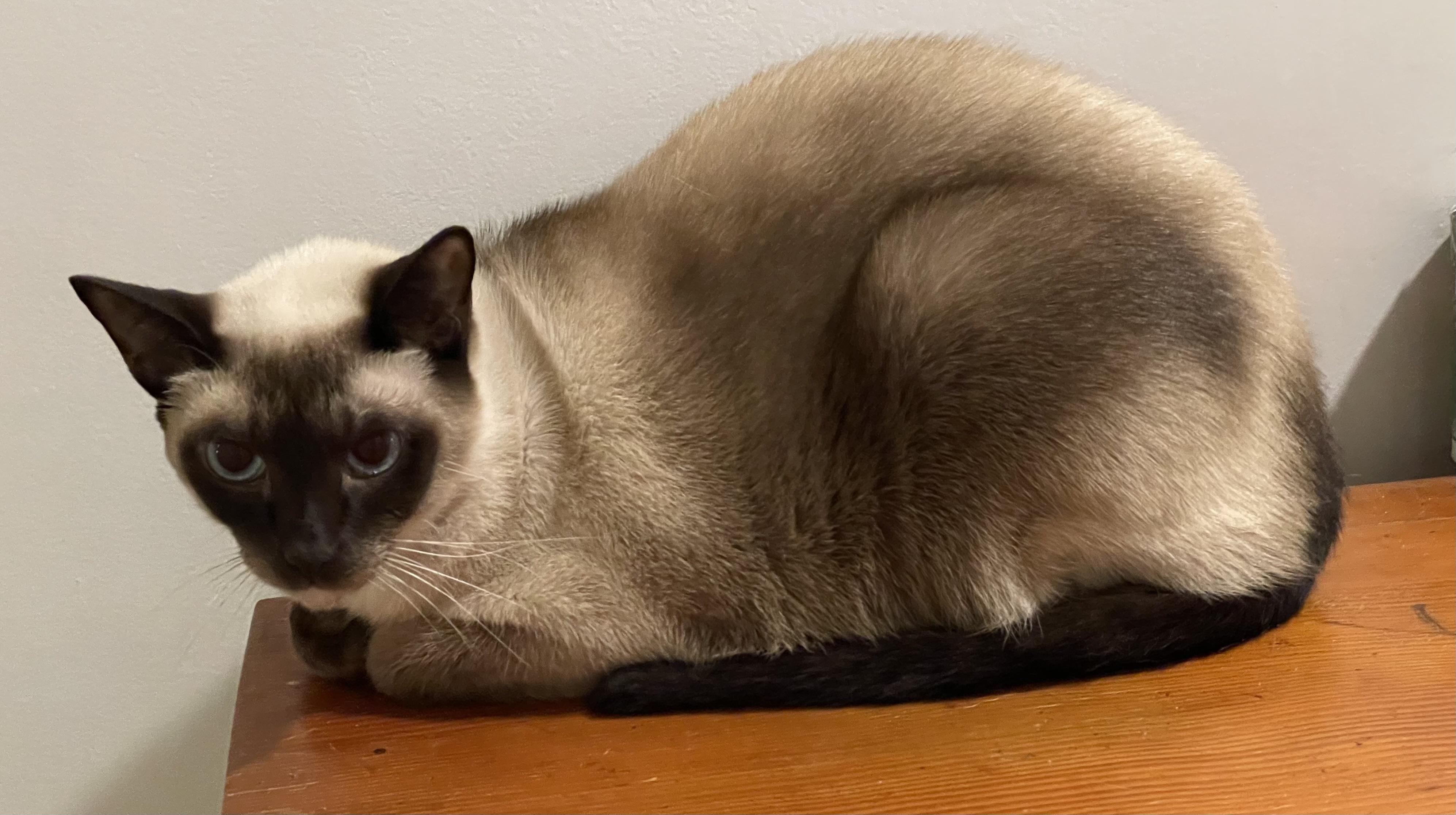 Enlarge Angus, a Adopted Siamese in Santa Monica, CA image 5/5