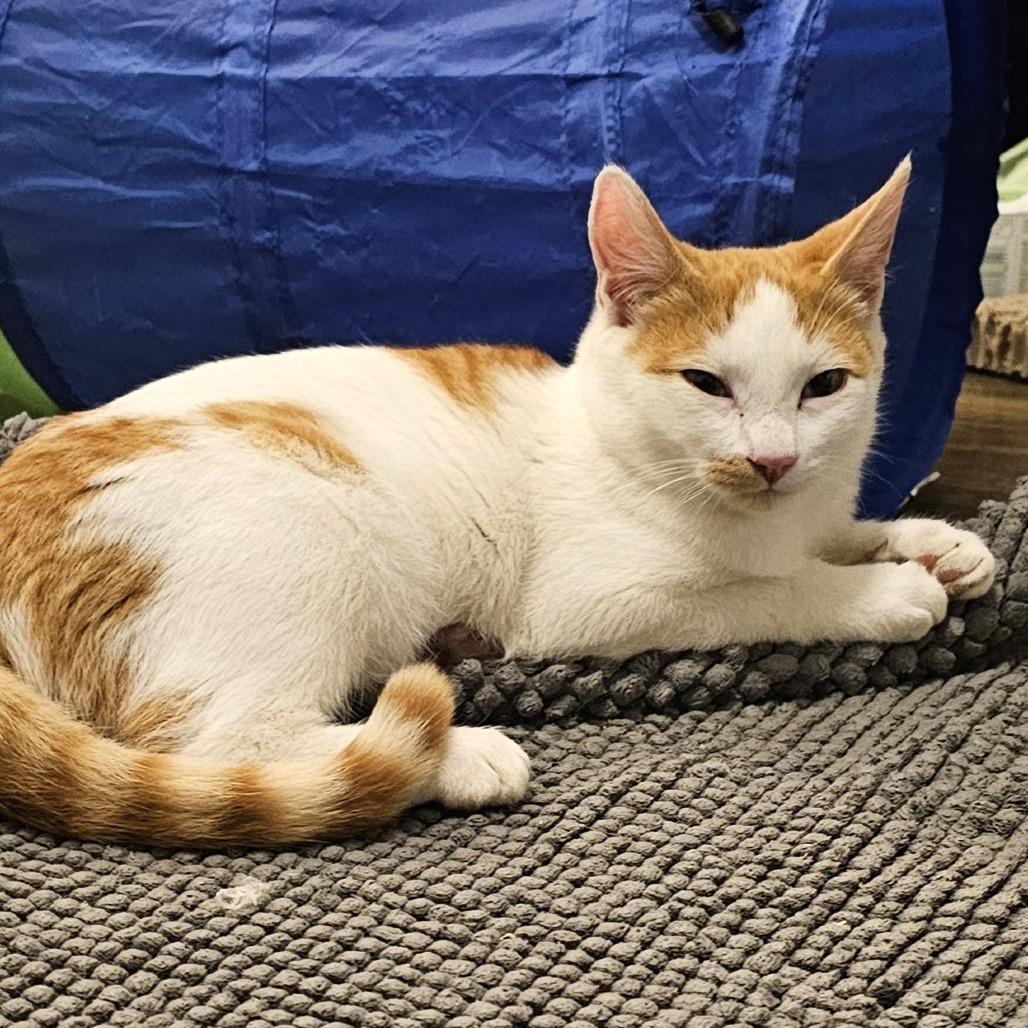 Beau, Adoptable, Adult Male Domestic Short Hair.