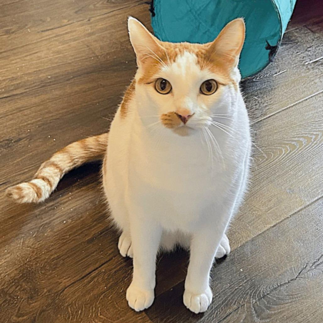 Beau, a Adoptable Domestic Short Hair in Milbank, SD image 2/3