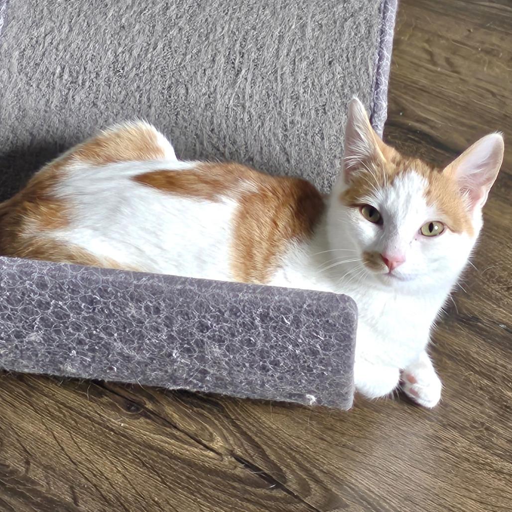 Beau, a Adoptable Domestic Short Hair in Milbank, SD image 3/3