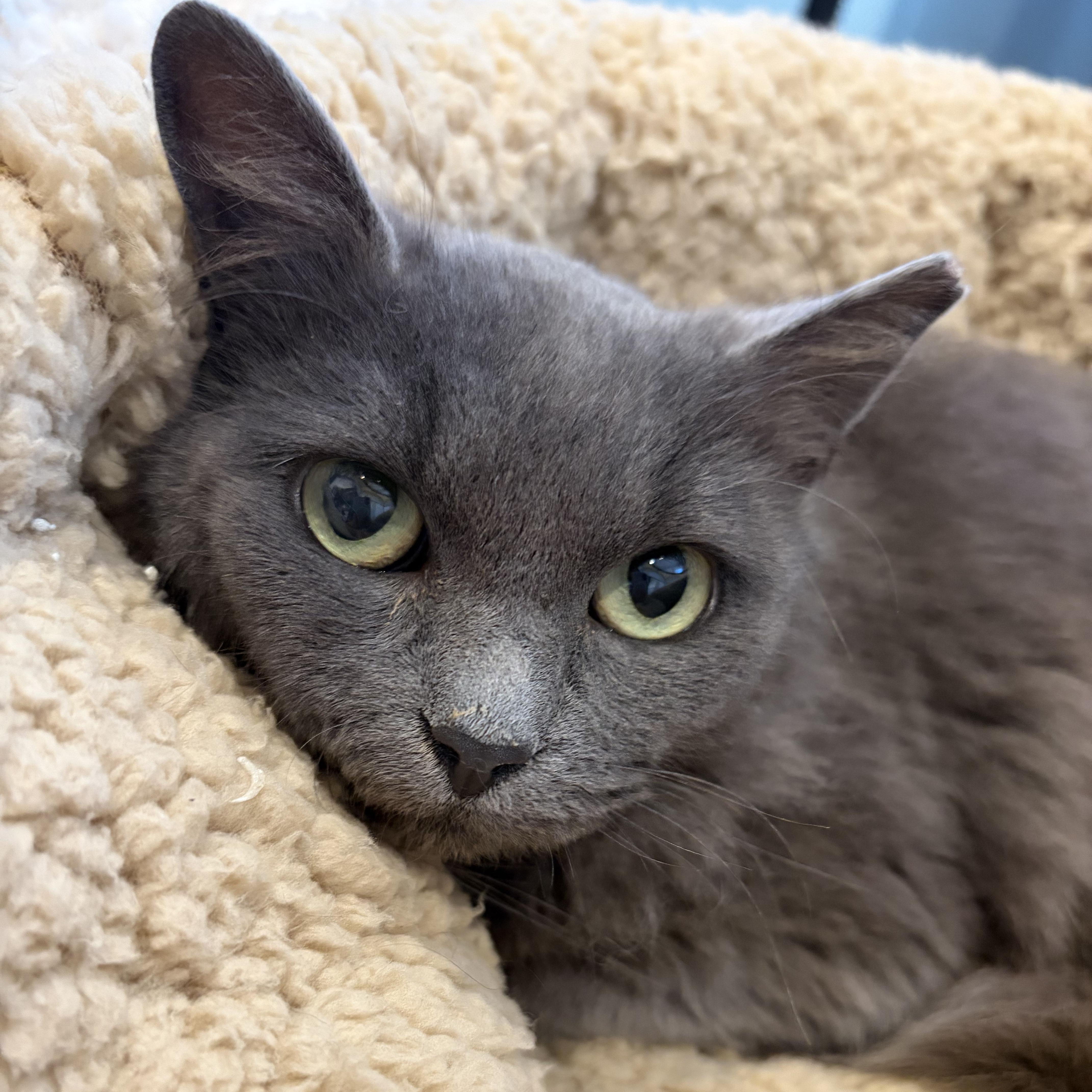 Enlarge Luna, a ADOPTABLE Domestic Short Hair in Union City, CA image 1/4