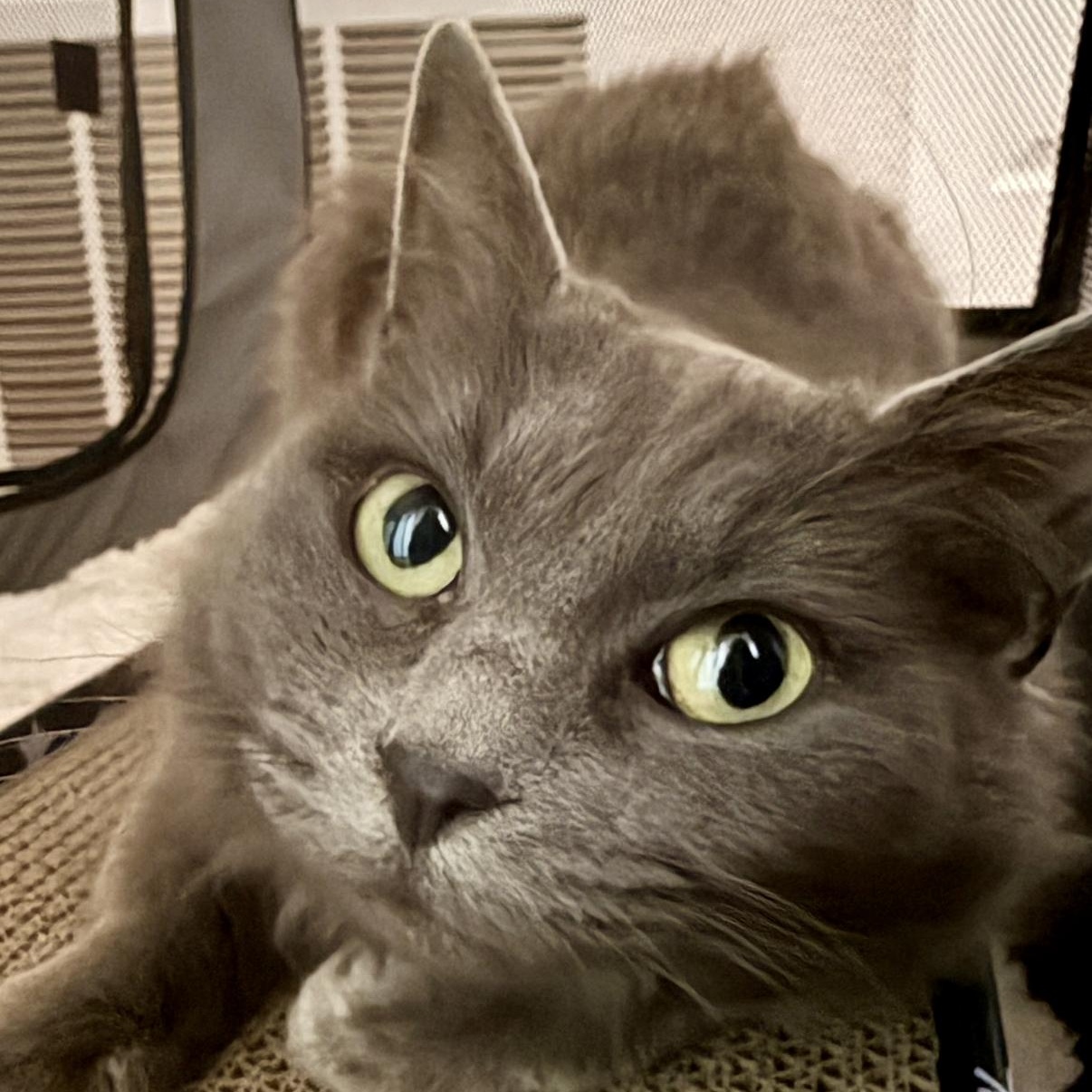 Enlarge Luna, a ADOPTABLE Domestic Short Hair in Union City, CA image 4/4