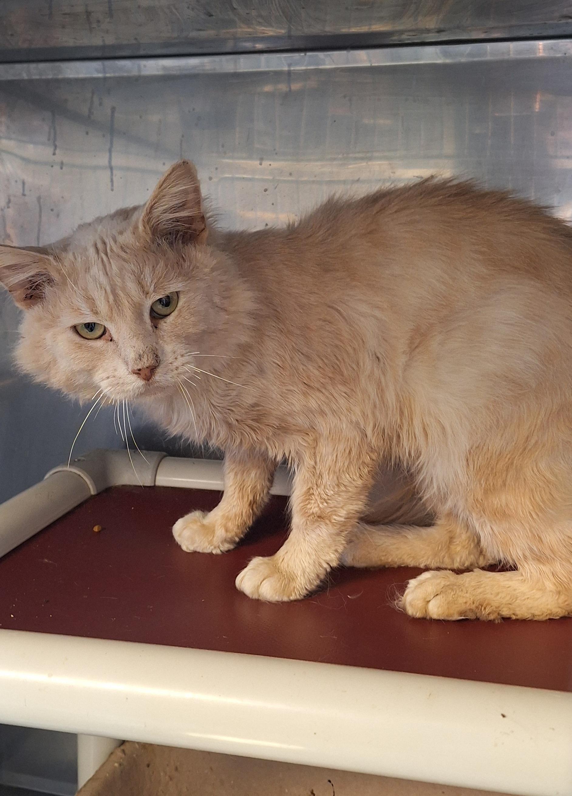 Enlarge Hobbs, an adopted Domestic Medium Hair in Stanton, KY image 2/3