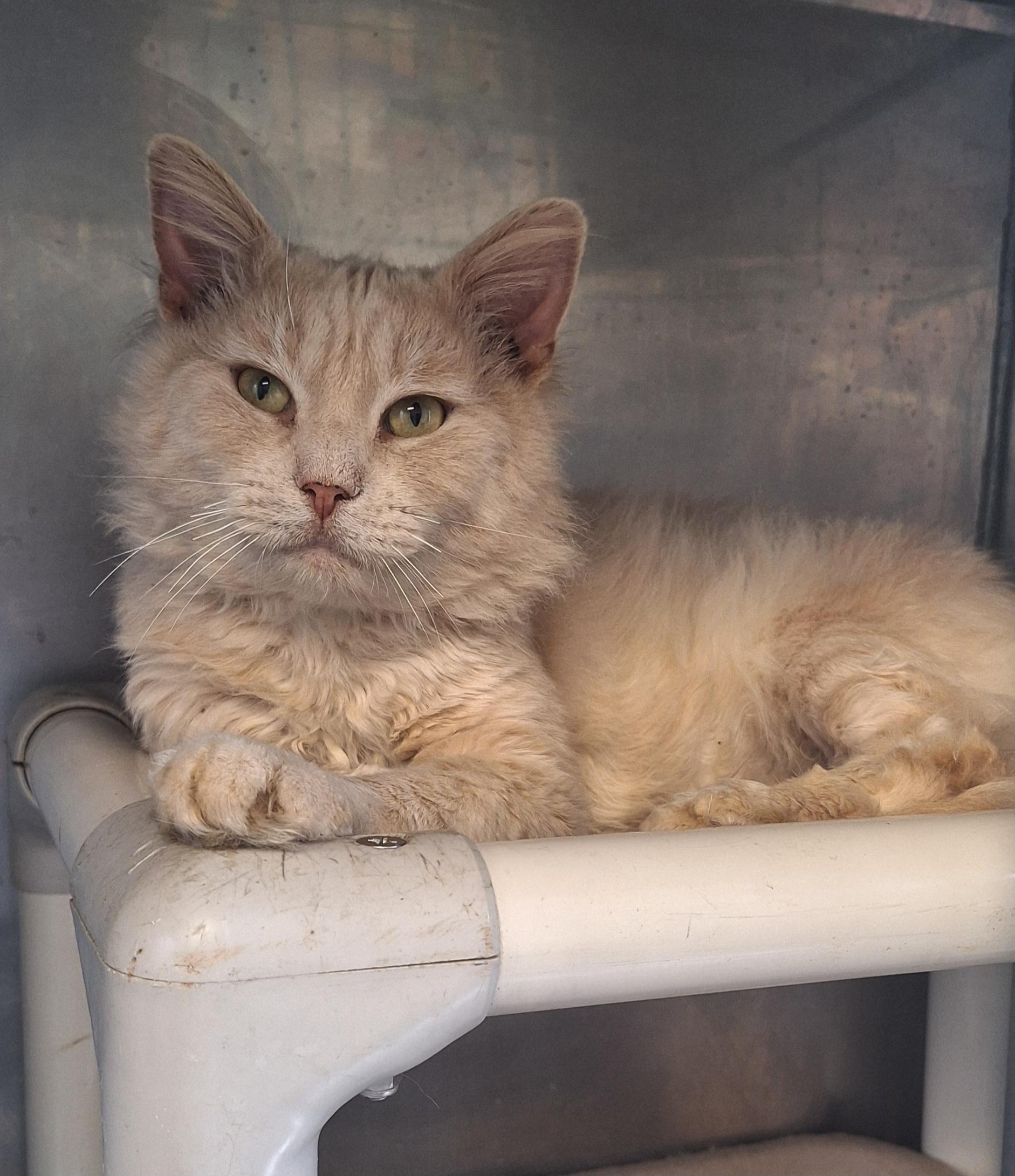 Hobbs, adopted, Senior Male Domestic Medium Hair.