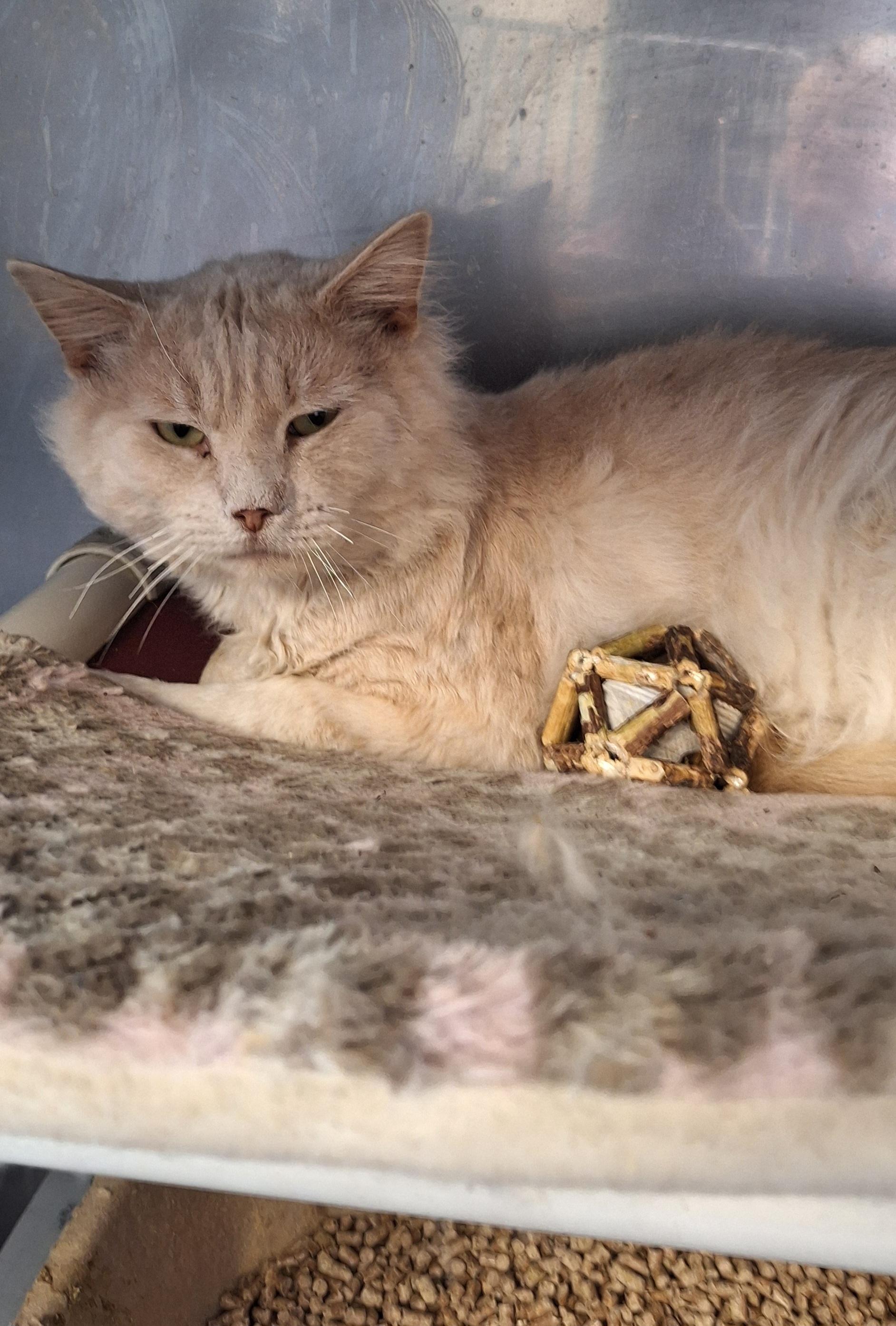 Enlarge Hobbs, an adopted Domestic Medium Hair in Stanton, KY image 3/3