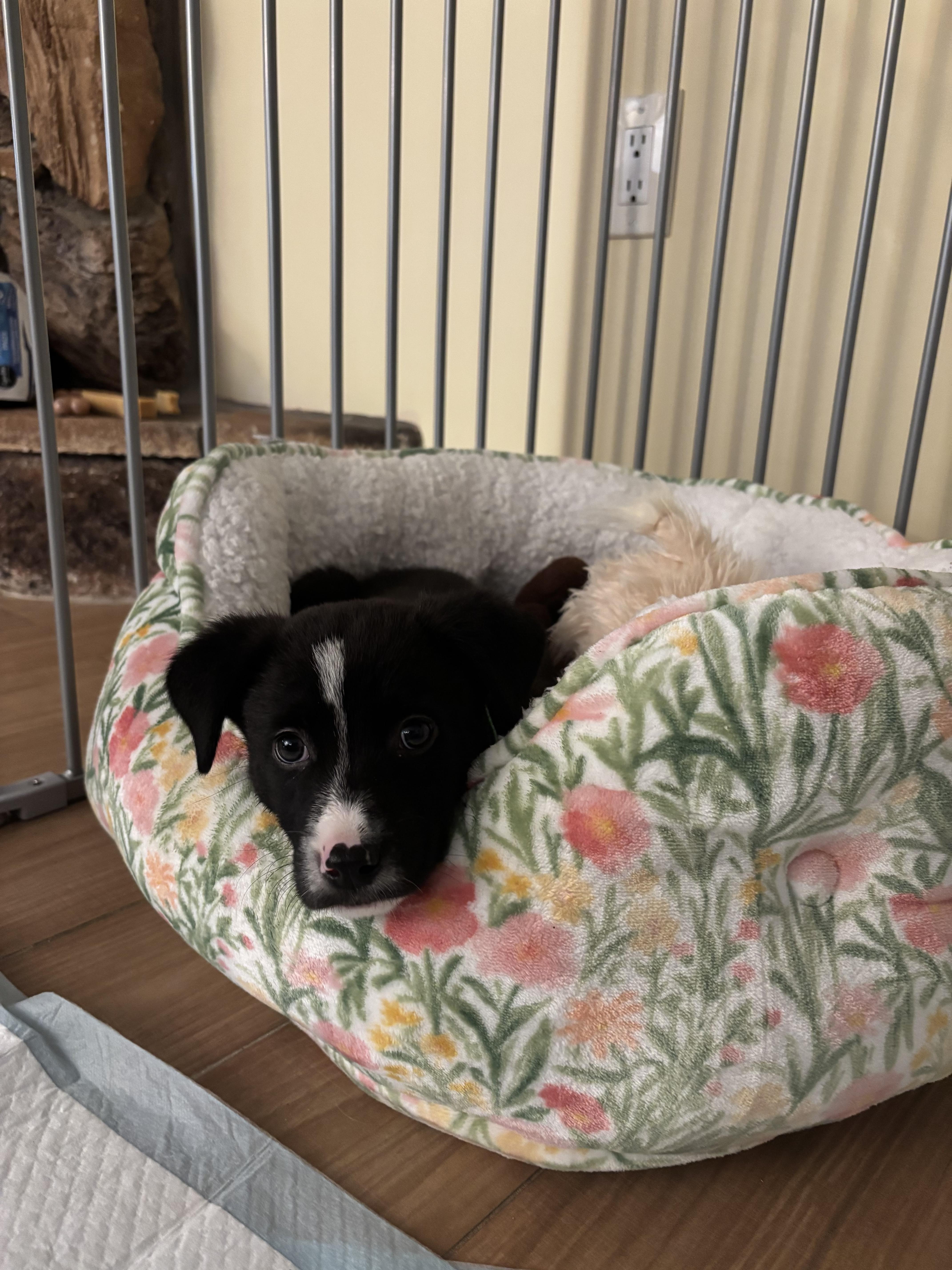 Enlarge Justin, a ADOPTABLE mixed breed in Oceanport, NJ image 2/2