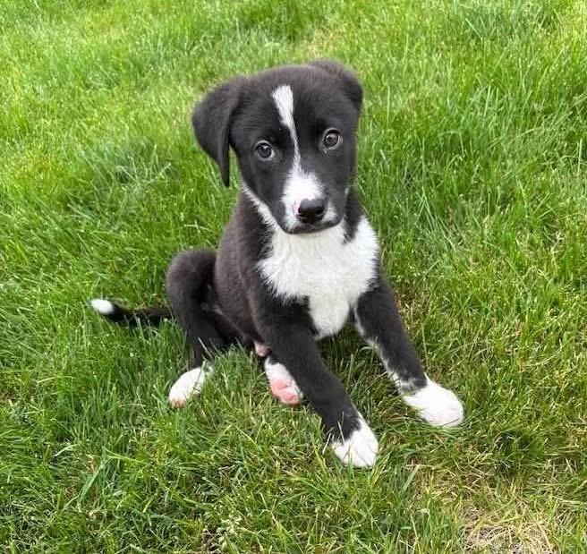 Enlarge Justin, an adopted mixed breed in Oceanport, NJ image 1/4