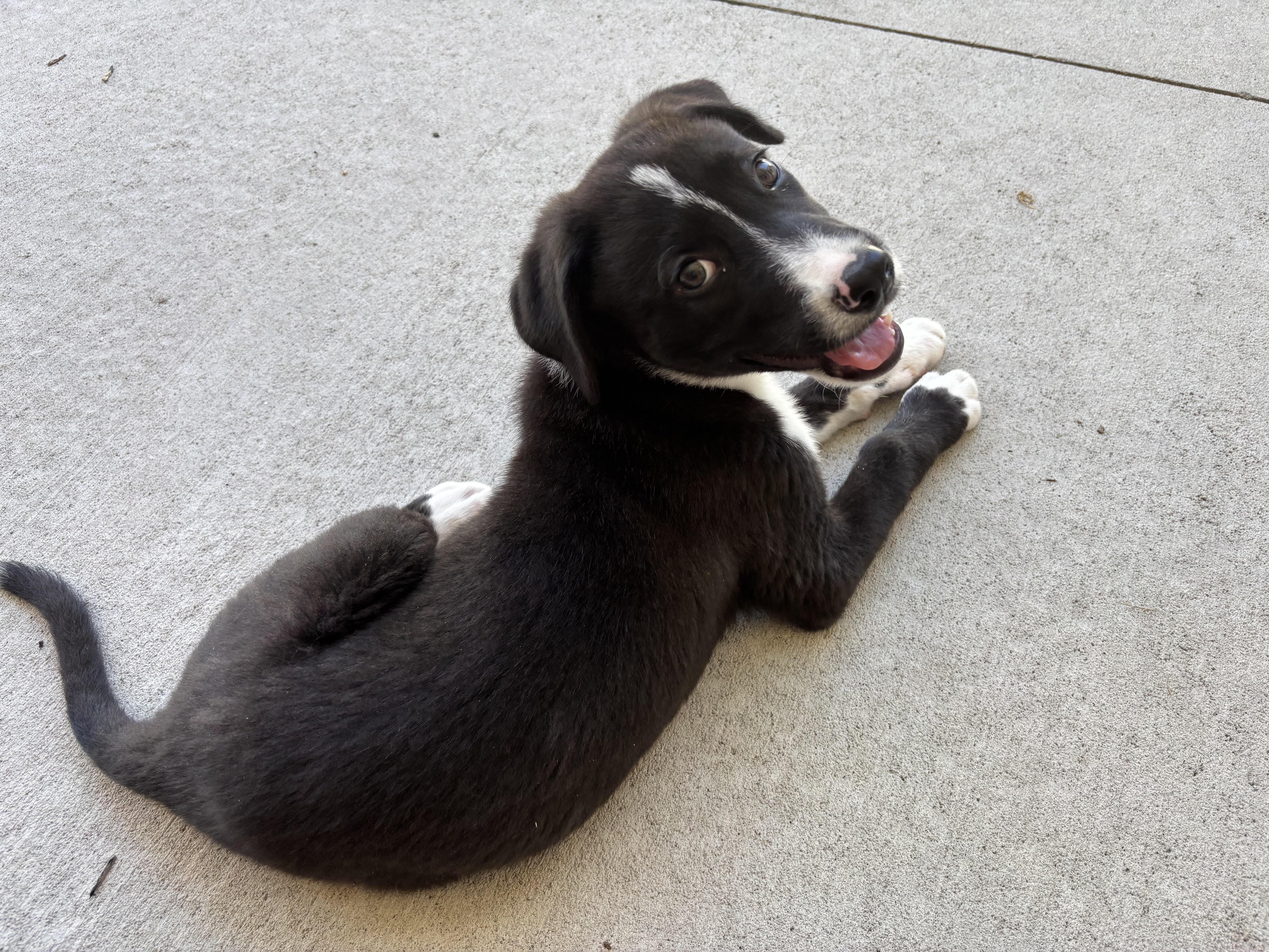 Enlarge Justin, an adopted mixed breed in Oceanport, NJ image 4/4