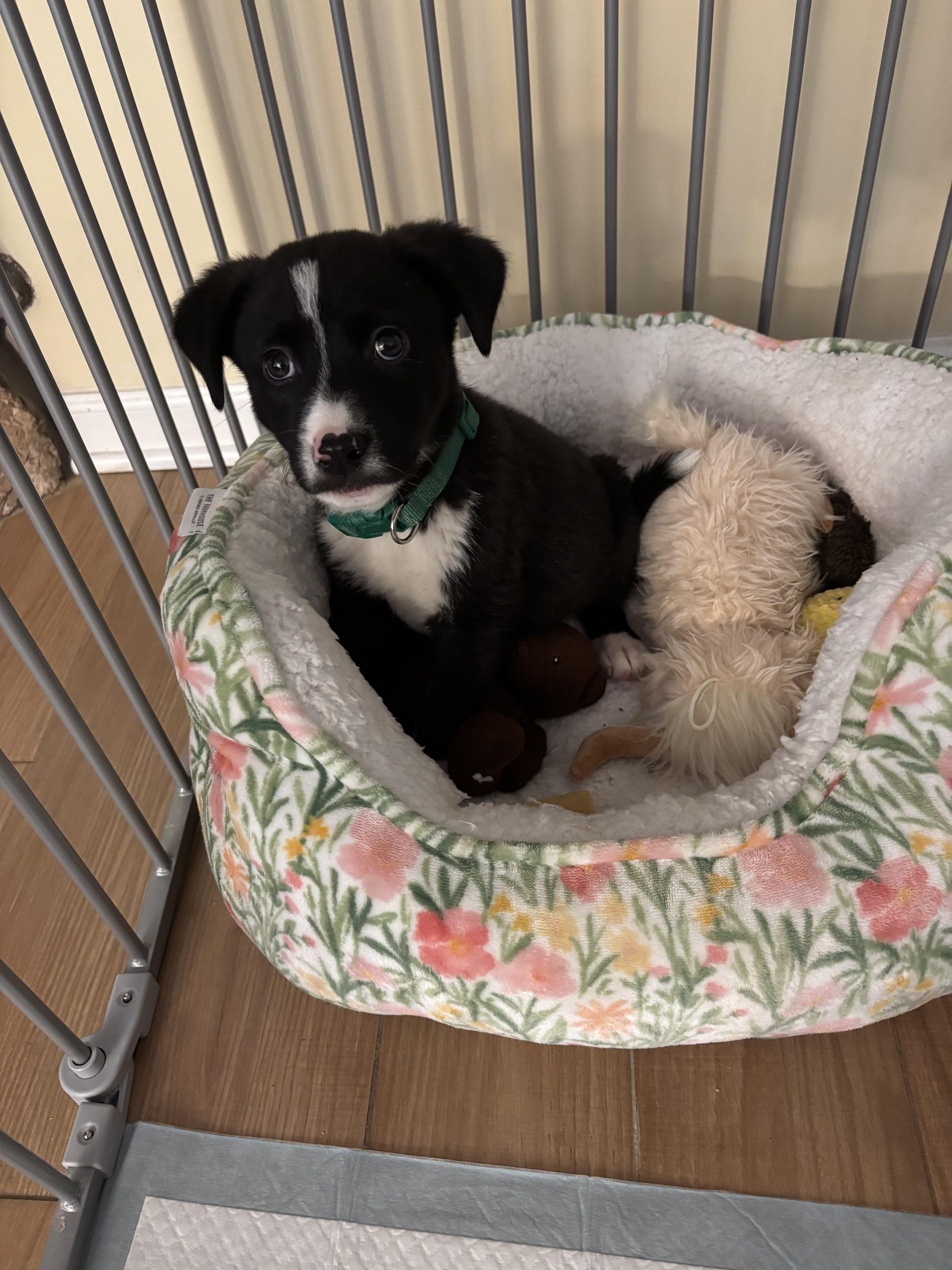 Justin, ADOPTABLE, Puppy Male Border Collie & Australian Shepherd.