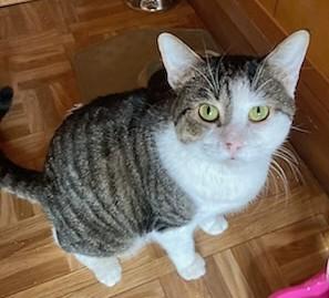Chips and Kushion, an adopted Domestic Short Hair in Melrose, MA image 5/6