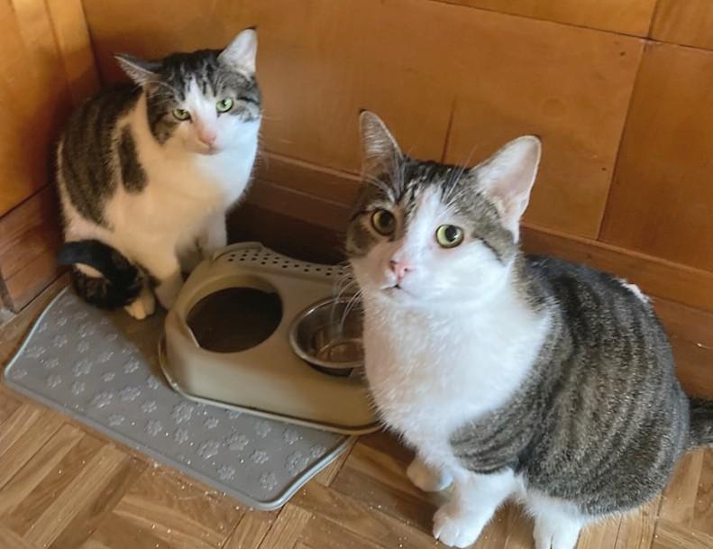 Chips and Kushion, an adopted Domestic Short Hair in Melrose, MA image 4/6