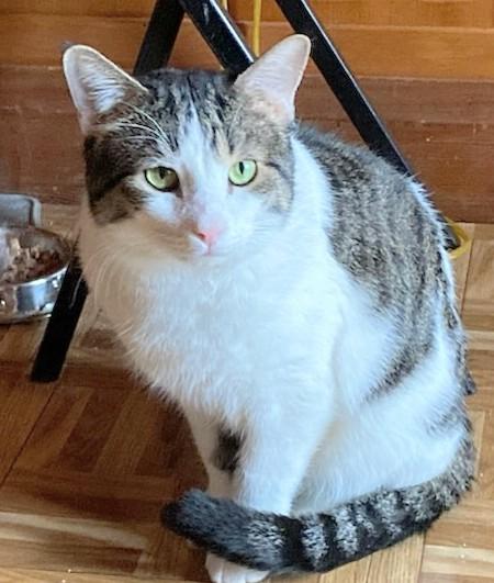 Chips and Kushion, an adopted Domestic Short Hair in Melrose, MA image 6/6