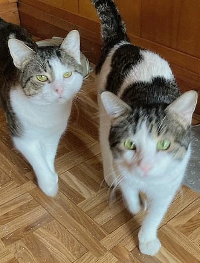 Chips and Kushion, an adopted Domestic Short Hair in Melrose, MA image 3/6